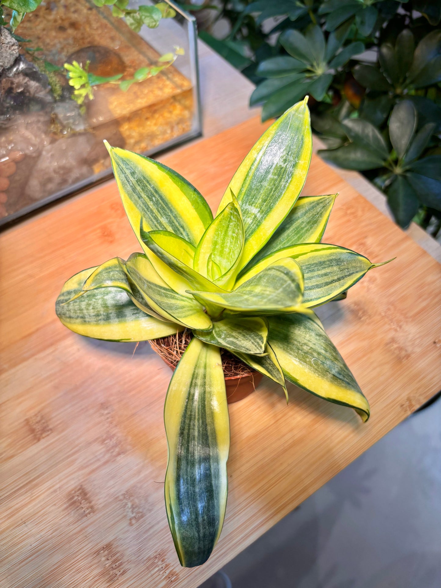 Dracaena Trifasciata in Plastic Pot