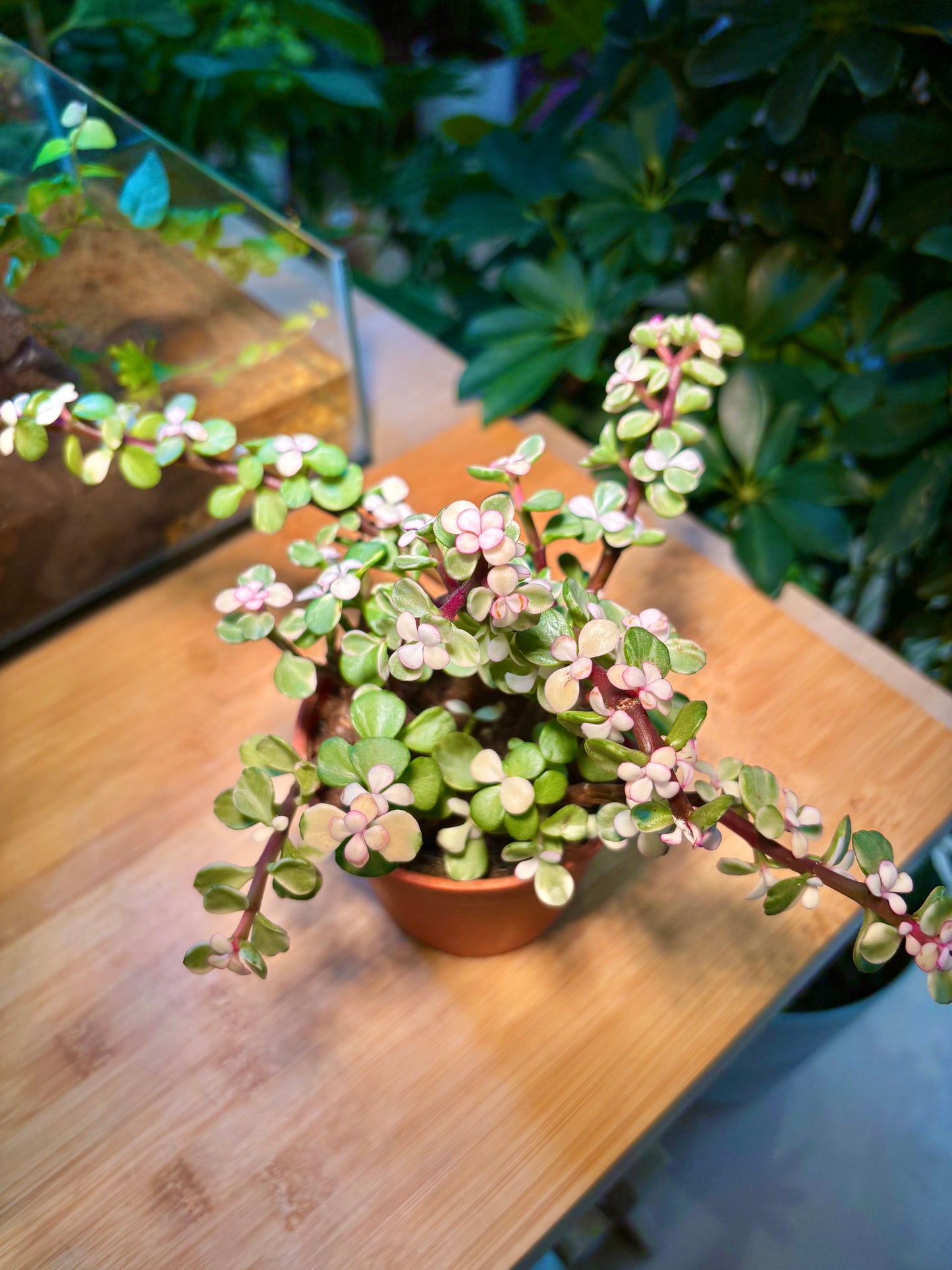 Portulacaria Afra in Plastic Pot