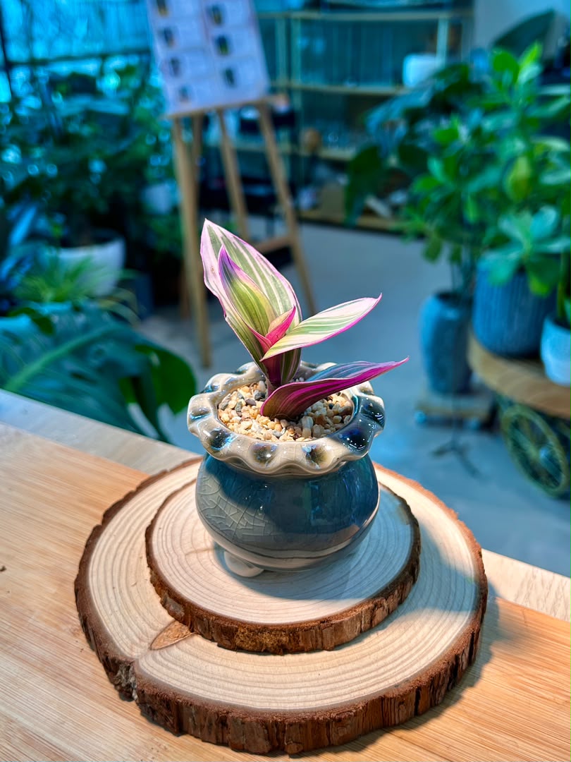 Tradescantia Spathacea Tricolor (Succulent) in Ceramic Pot