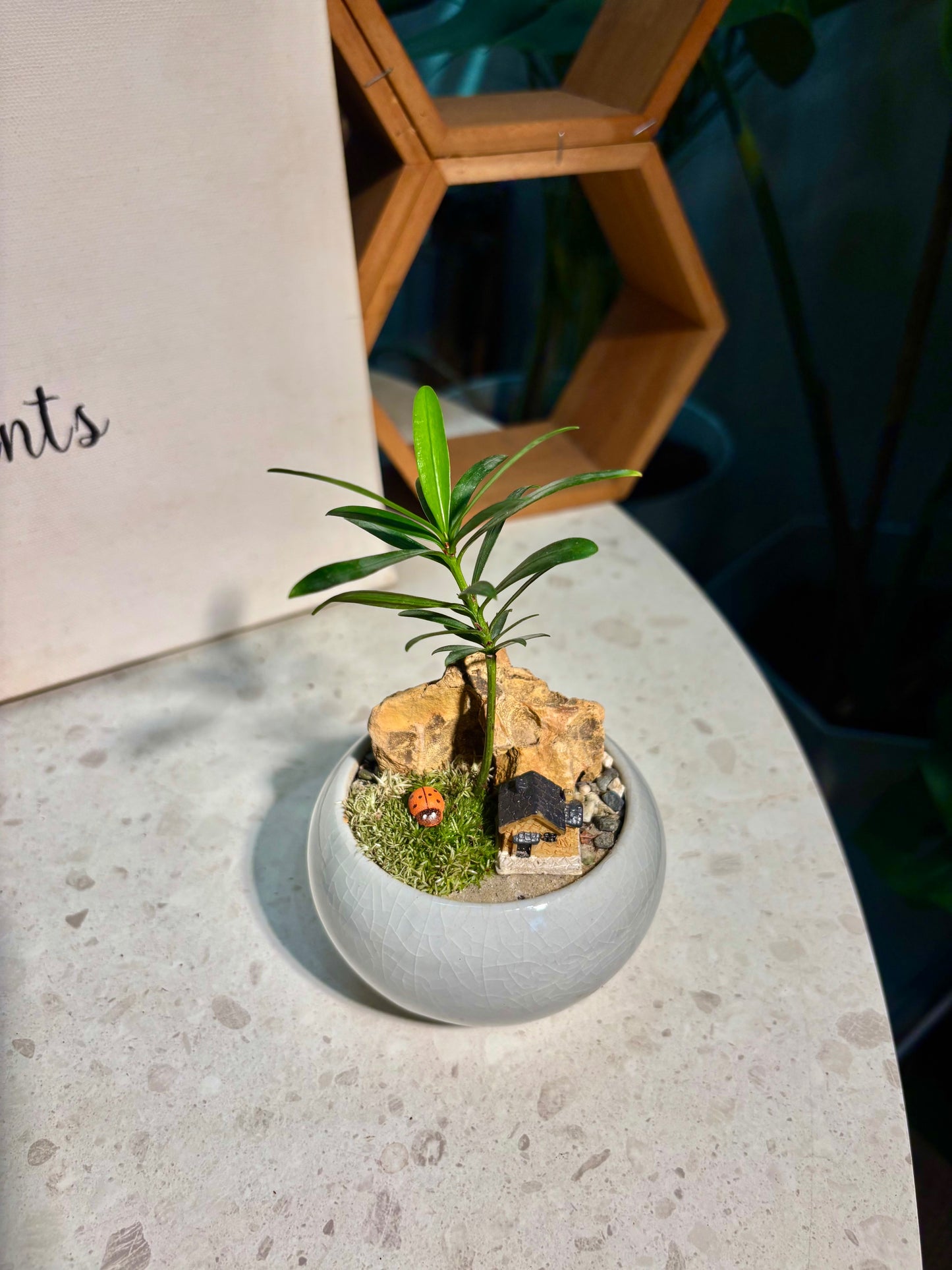 Podocarpus Seedlings in Grey Ceramic Pot 🩶