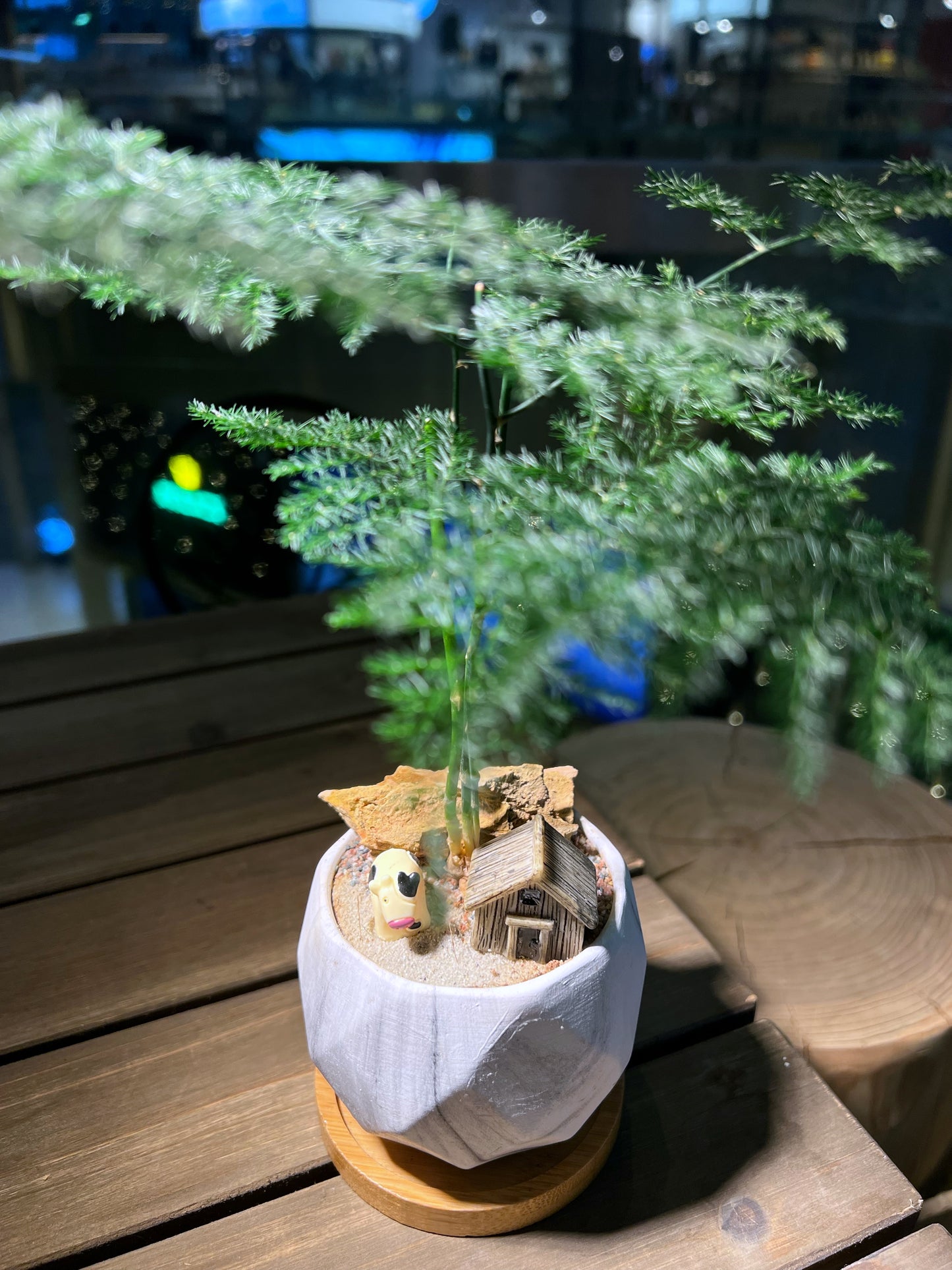 Asparagus Fern in Handmade Geometric Concrete Pot with Bamboo Coaster