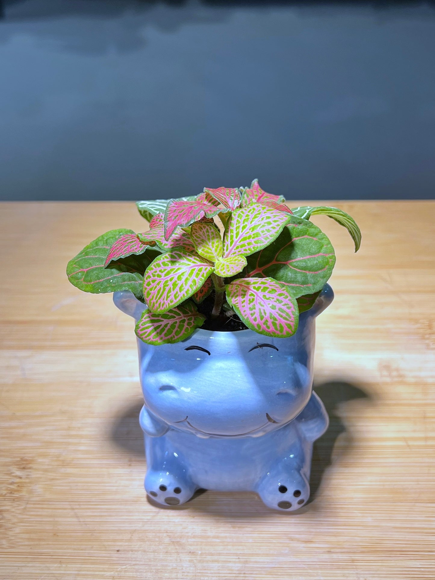 Fittonia in Smiling π¦ Ceramic Pot