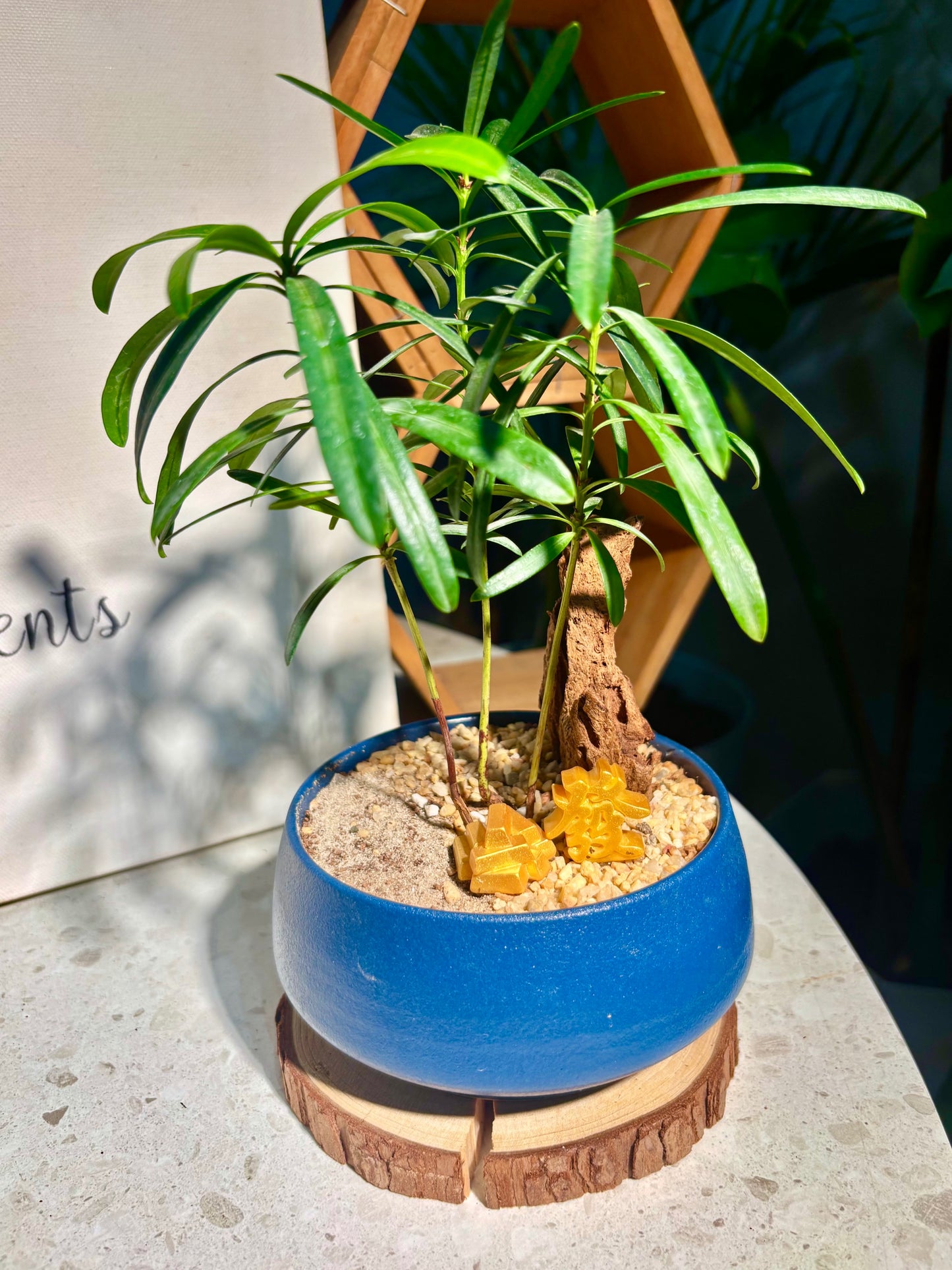 Podocarpus Seedlings in Blue Pot π§ββοΈ