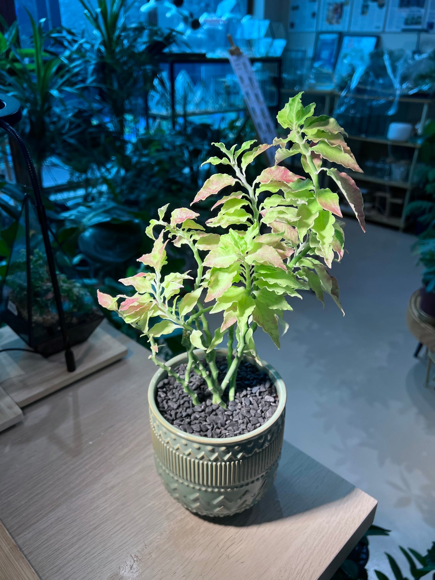 Euphorbia Tithymaloides (ๅฐ้ธ่ฑ) in Pattern Designed Textured Ceramic Pot