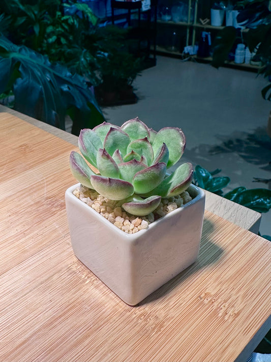 Echeveria in Square White Ceramic Pot