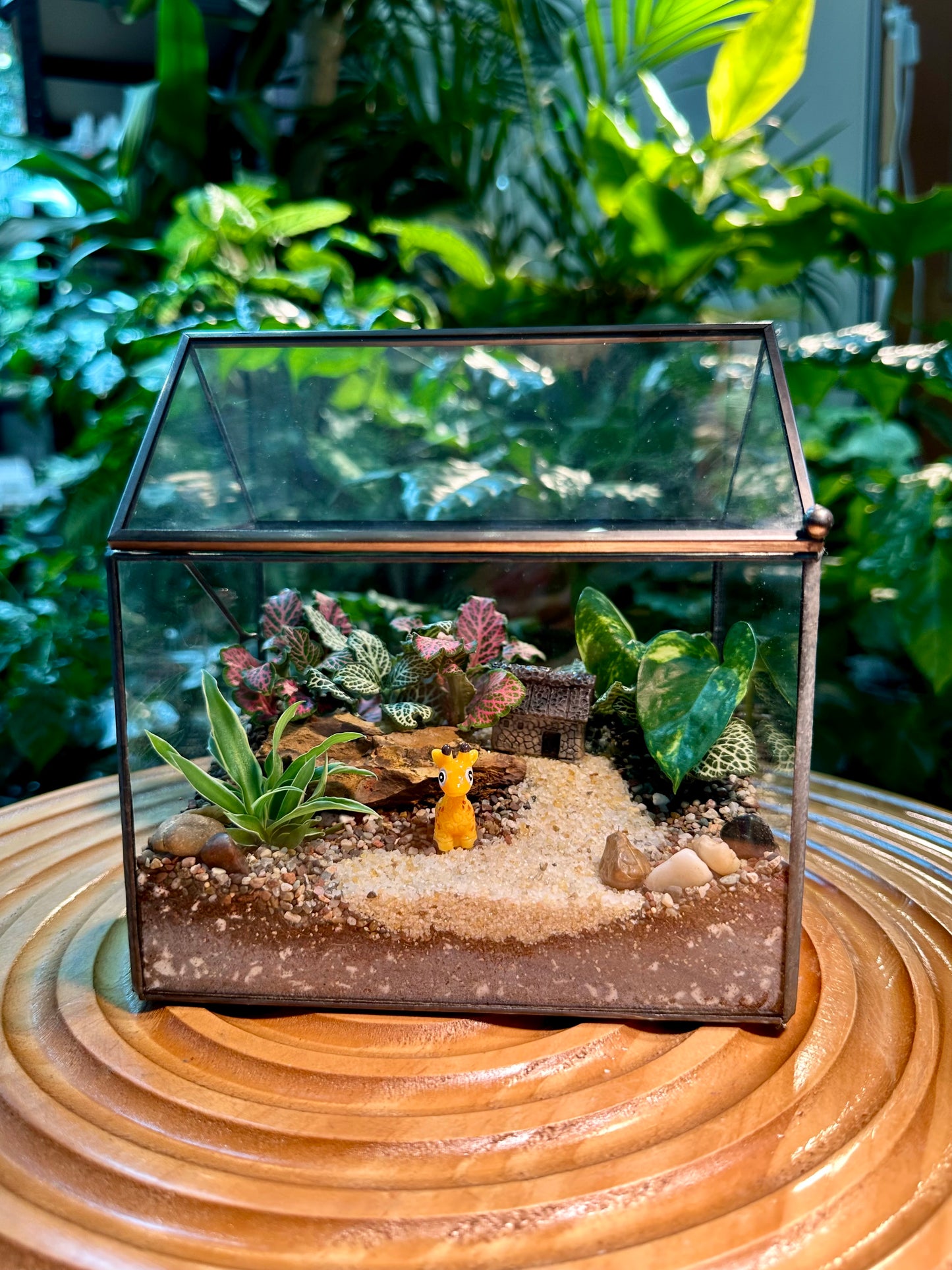 Black Frame Housing Designer Indoor Plant Terrarium