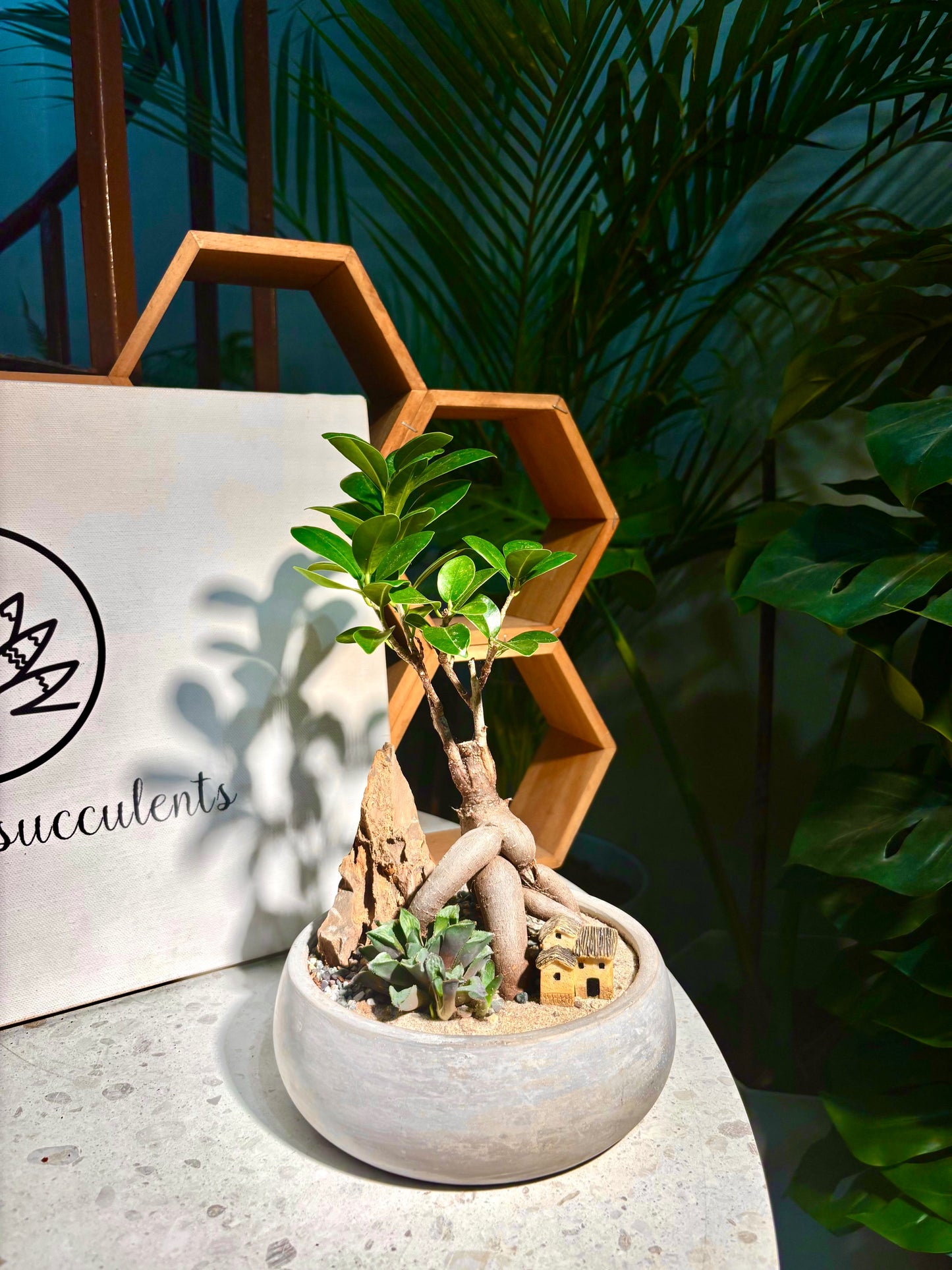 Ficus Retusa & Haworthia Retusa in Clay Pot