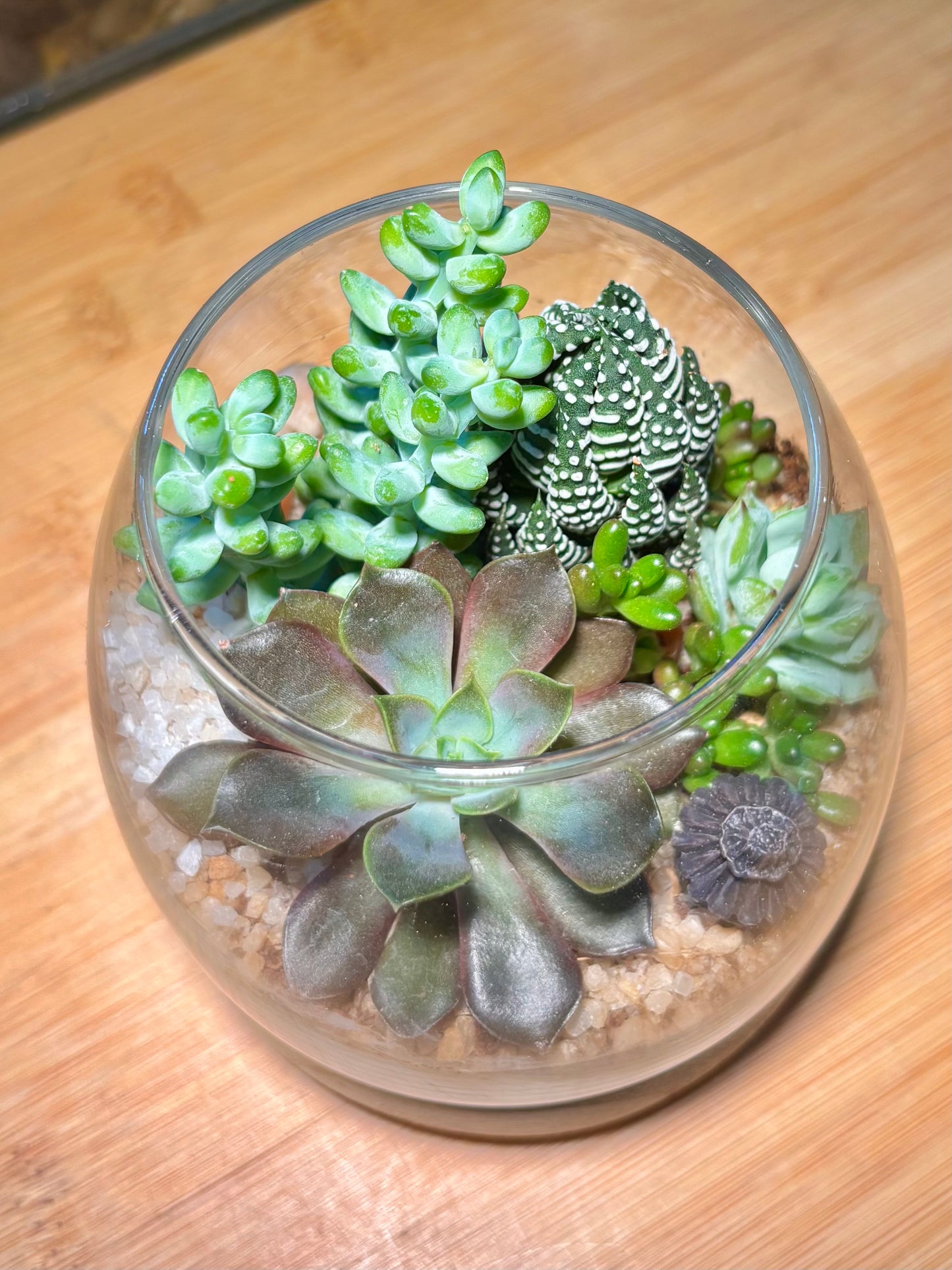 Succulent Arrangement in Muji Glass with Wooden Base