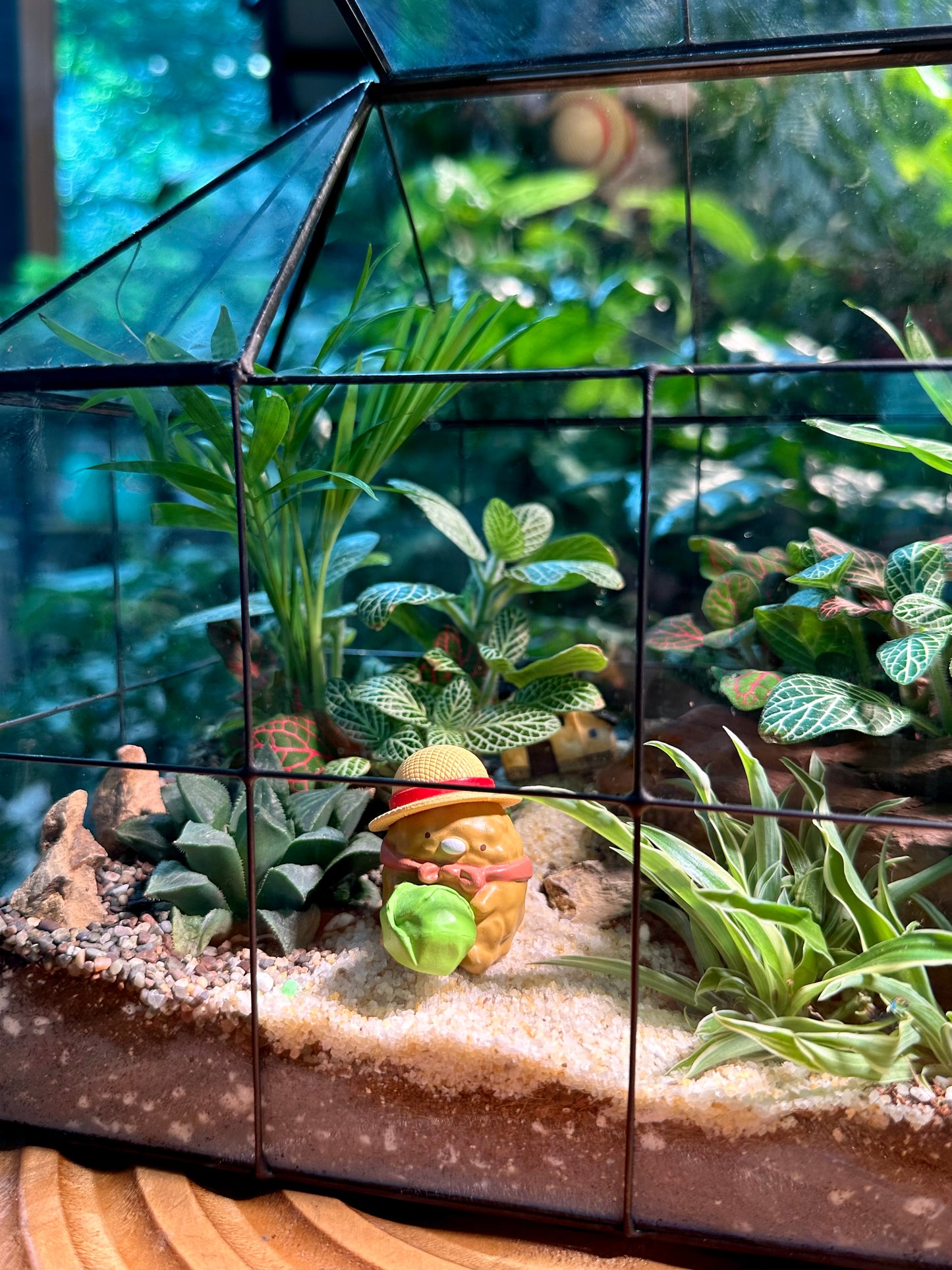 Black Frame Housing Designer Terrarium