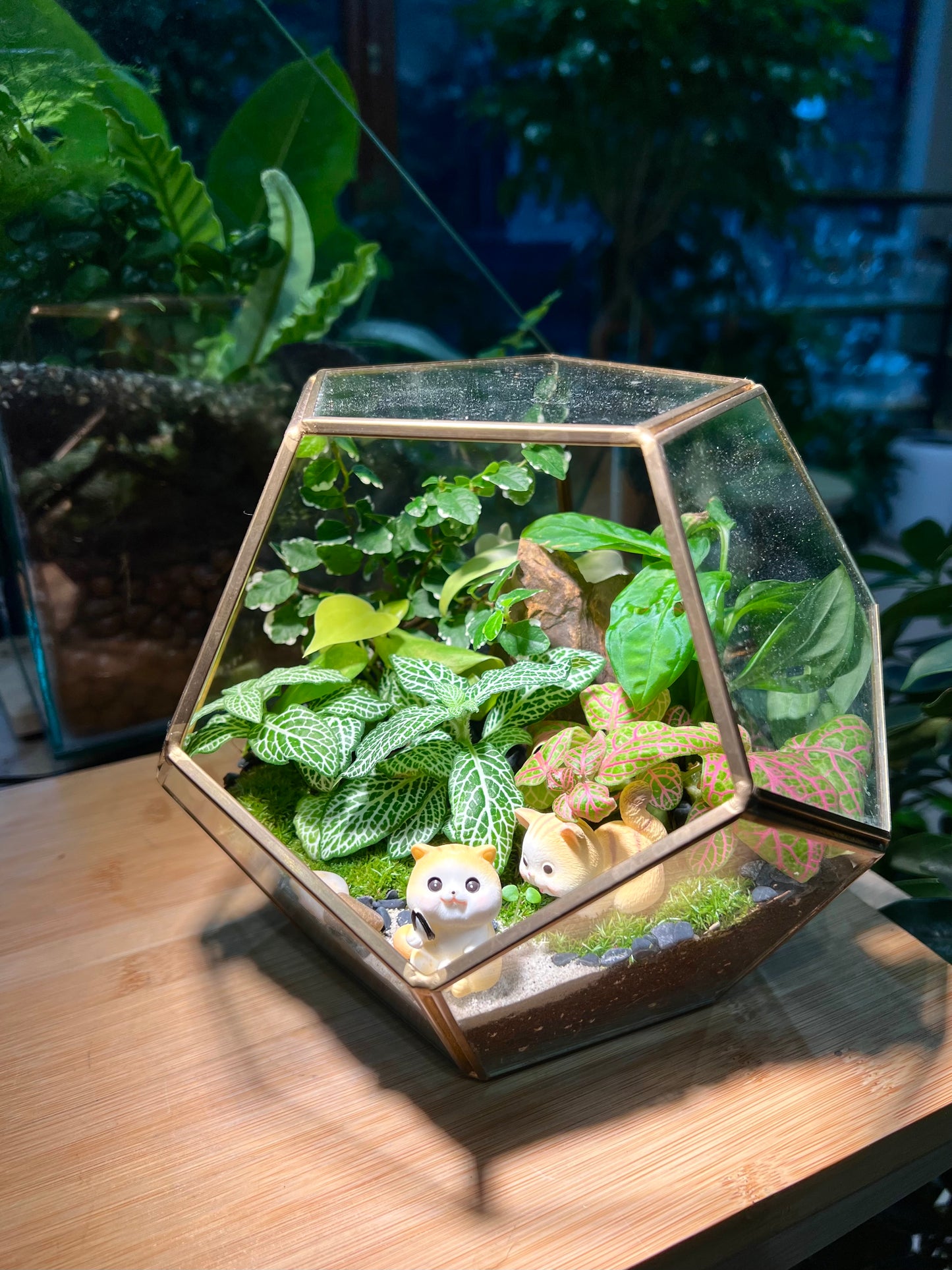 Fittonia and Fern with Moss Arrangement in Nonagon Glass (L)