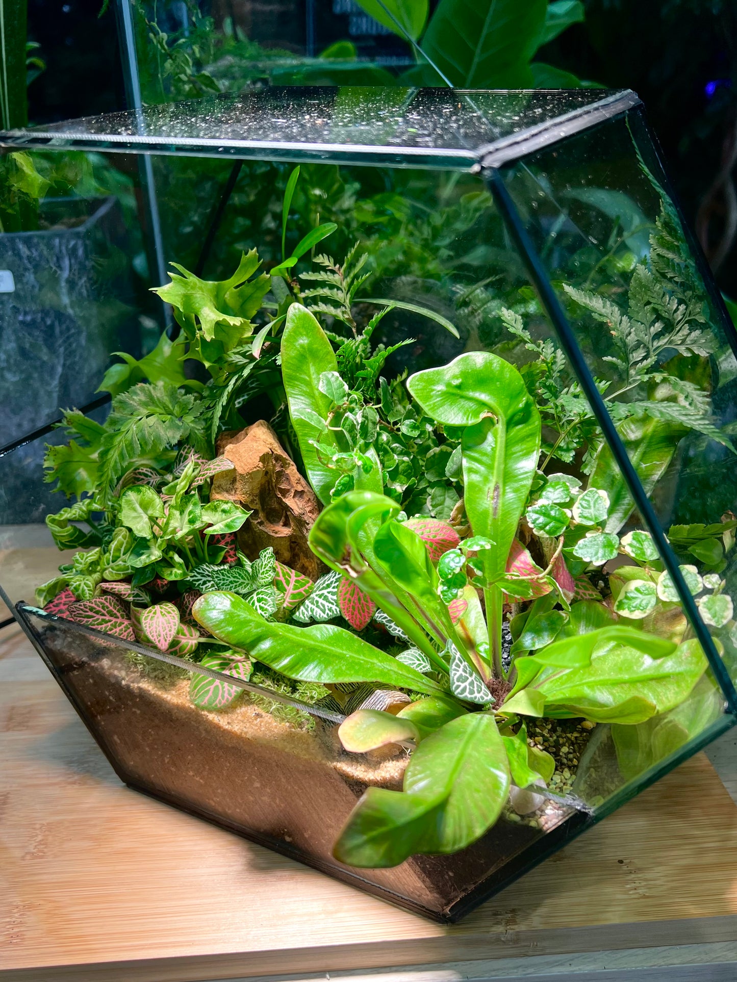 Fittonia and Fern with Moss Arrangement in Hexagonal Aqua Glass