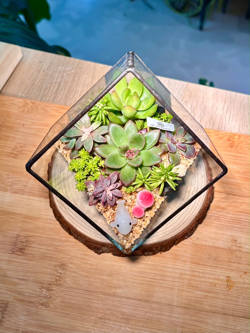 Succulent Arrangement in Black Frame Cubical Terrarium