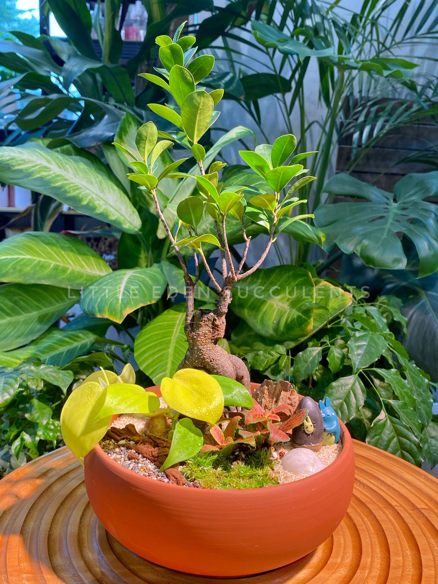 Fittonia, Fern and Ficus Ginseng with Moss Arrangement in Terracotta Ceramic Pot