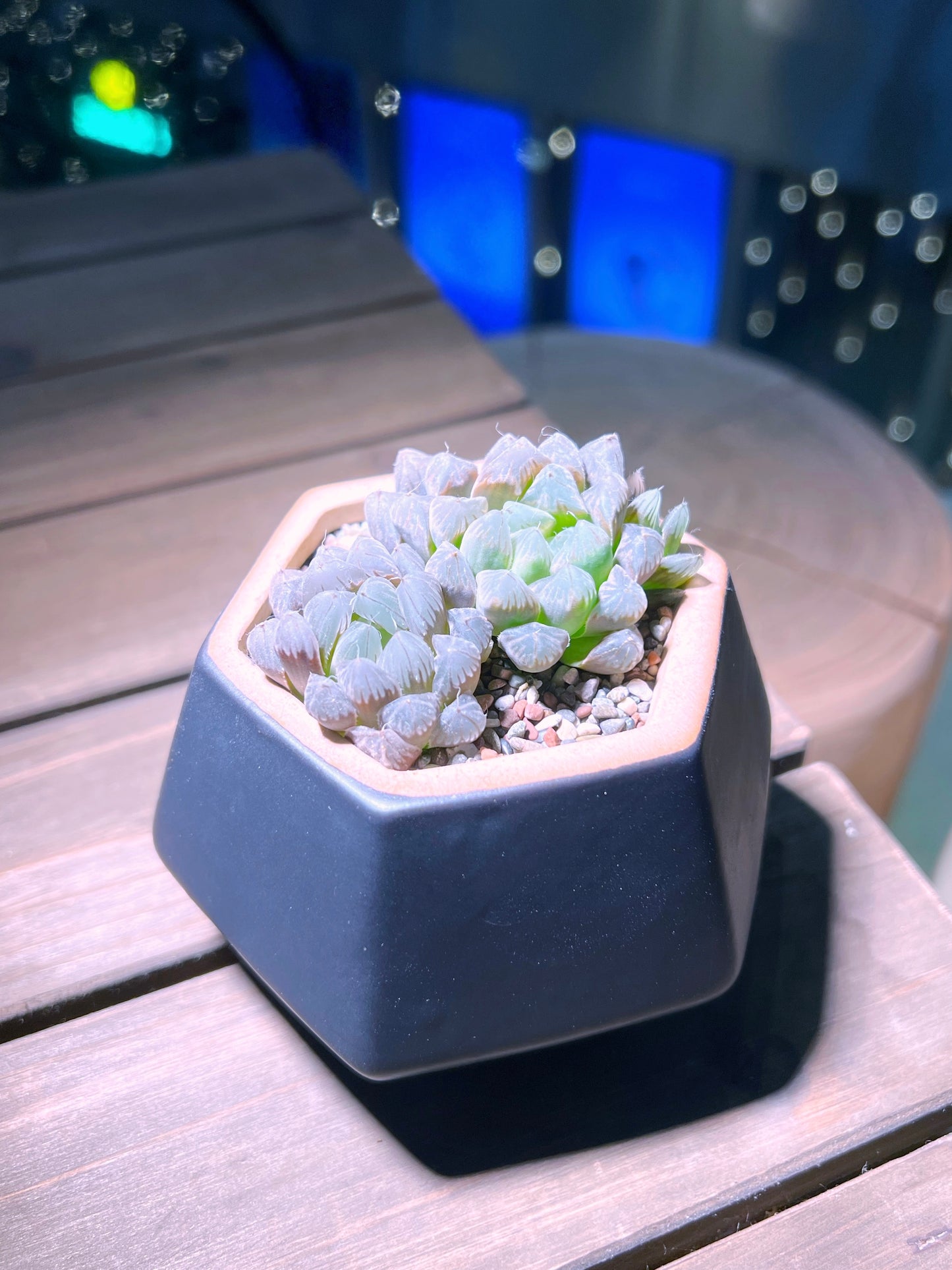 Haworthia Cooperi in Matt Black Hexagon Ceramic Pot