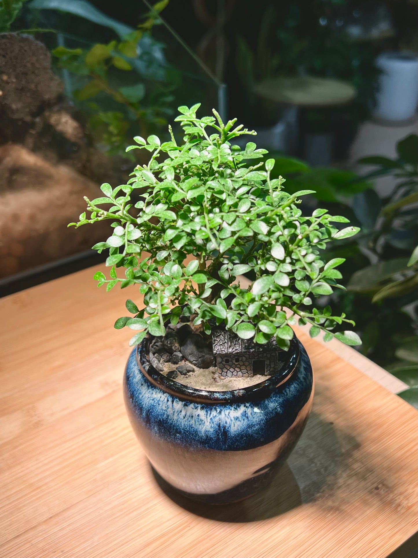 Muraya Arrangement with House Figurine in Wave Sea Blue Ceramic Pot