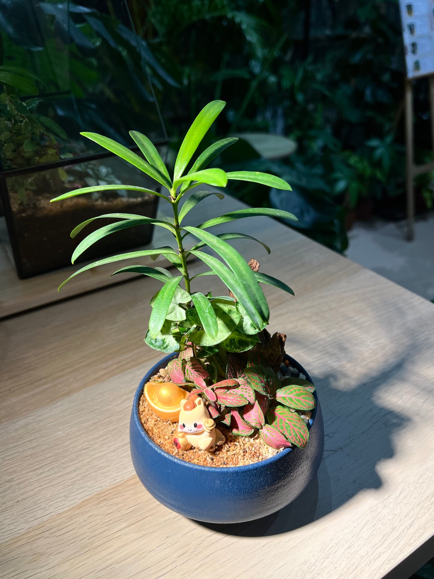 Fittonia and Podocarpus (Bonsai Indoor Plant) Arrangement in Round Sea Blue Ceramic Pot