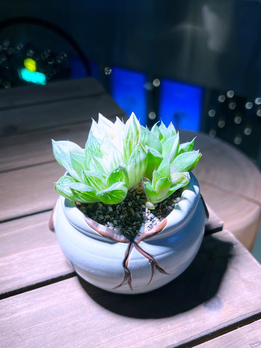 Haworthia Cooperi Variegated Pilifera in Designed Broken Eggshell Pot