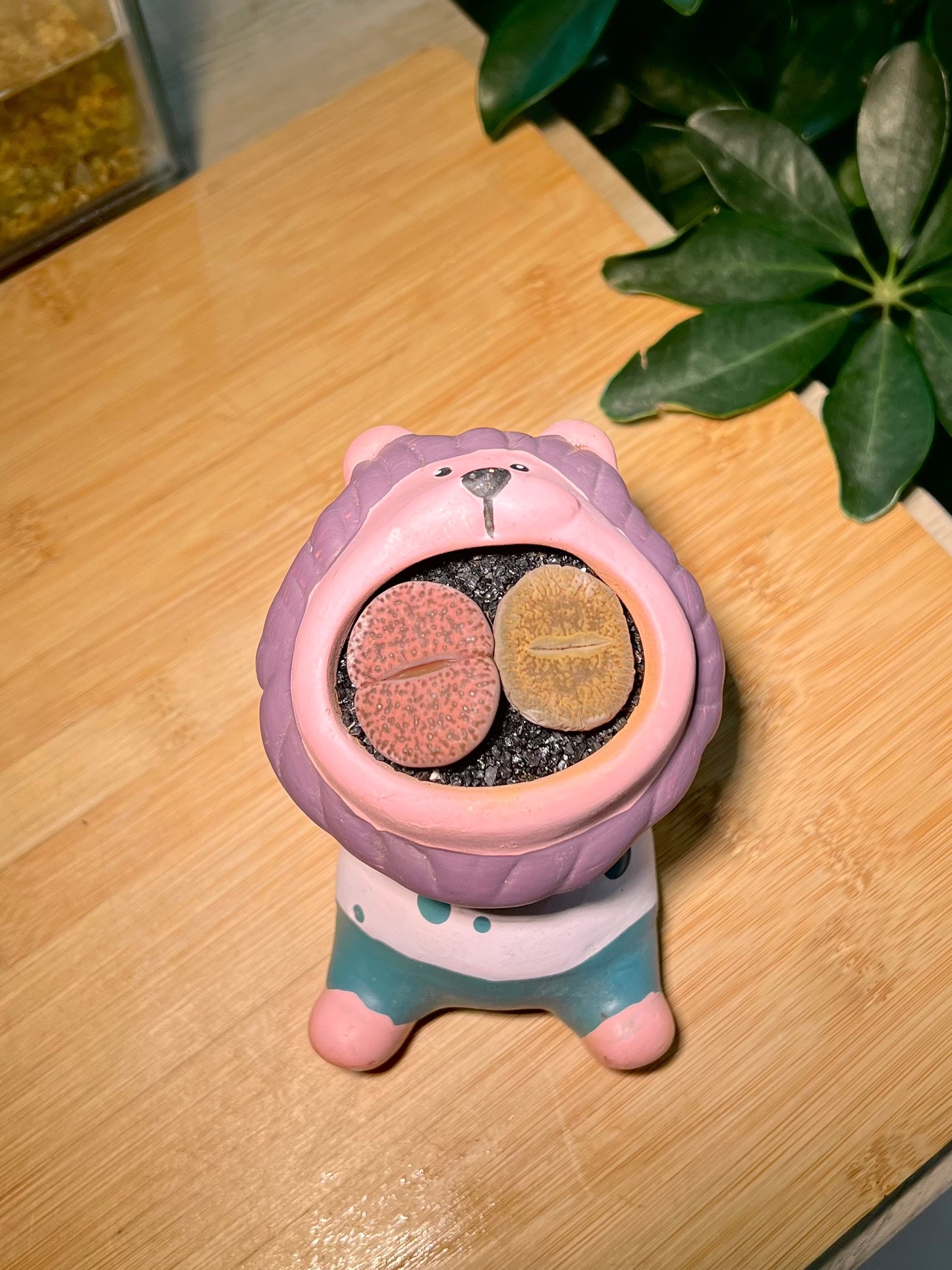 Lithops in Lion King Mouth
