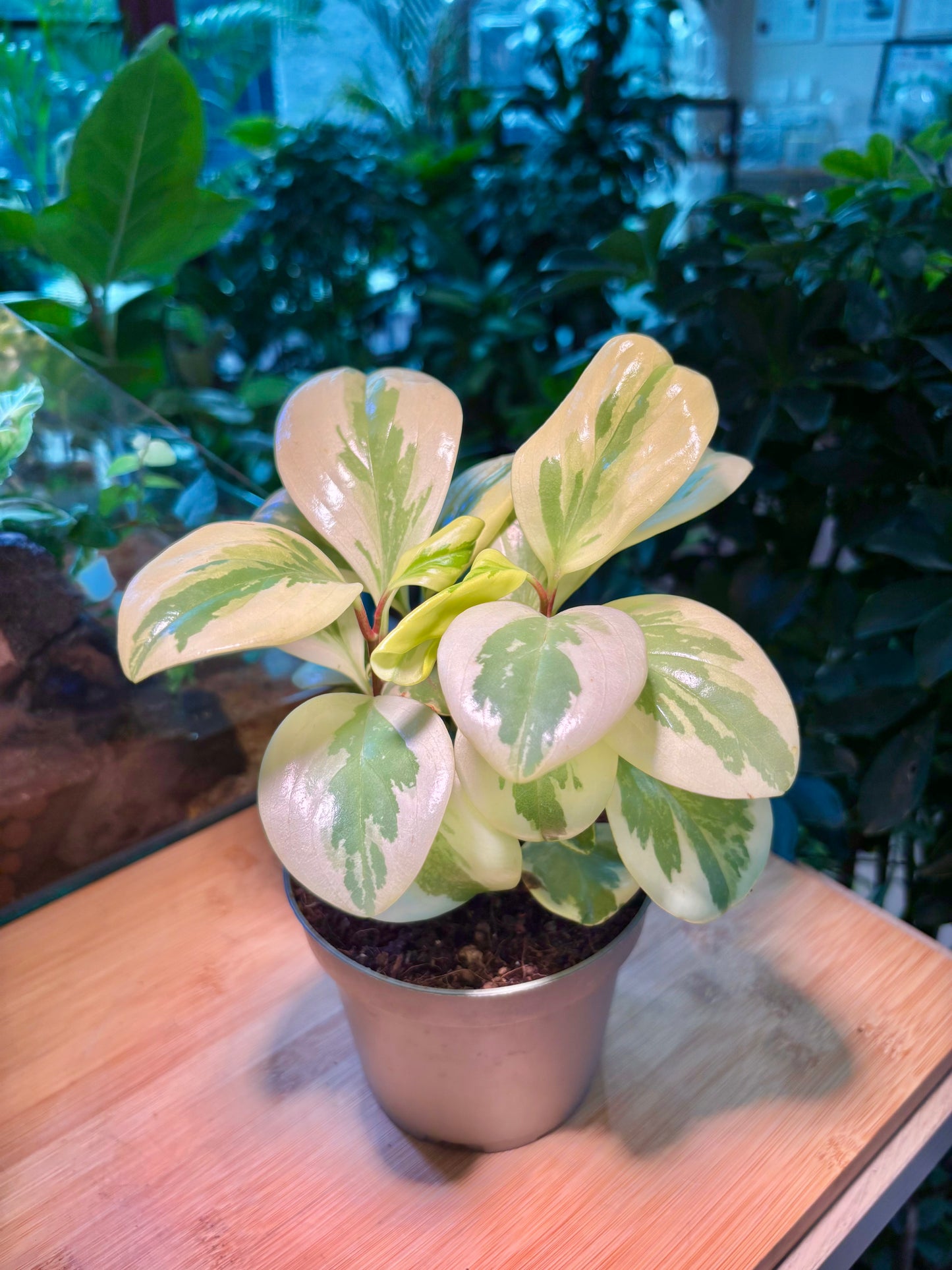 Peperomia Magnoliifolia in Plastic Pot