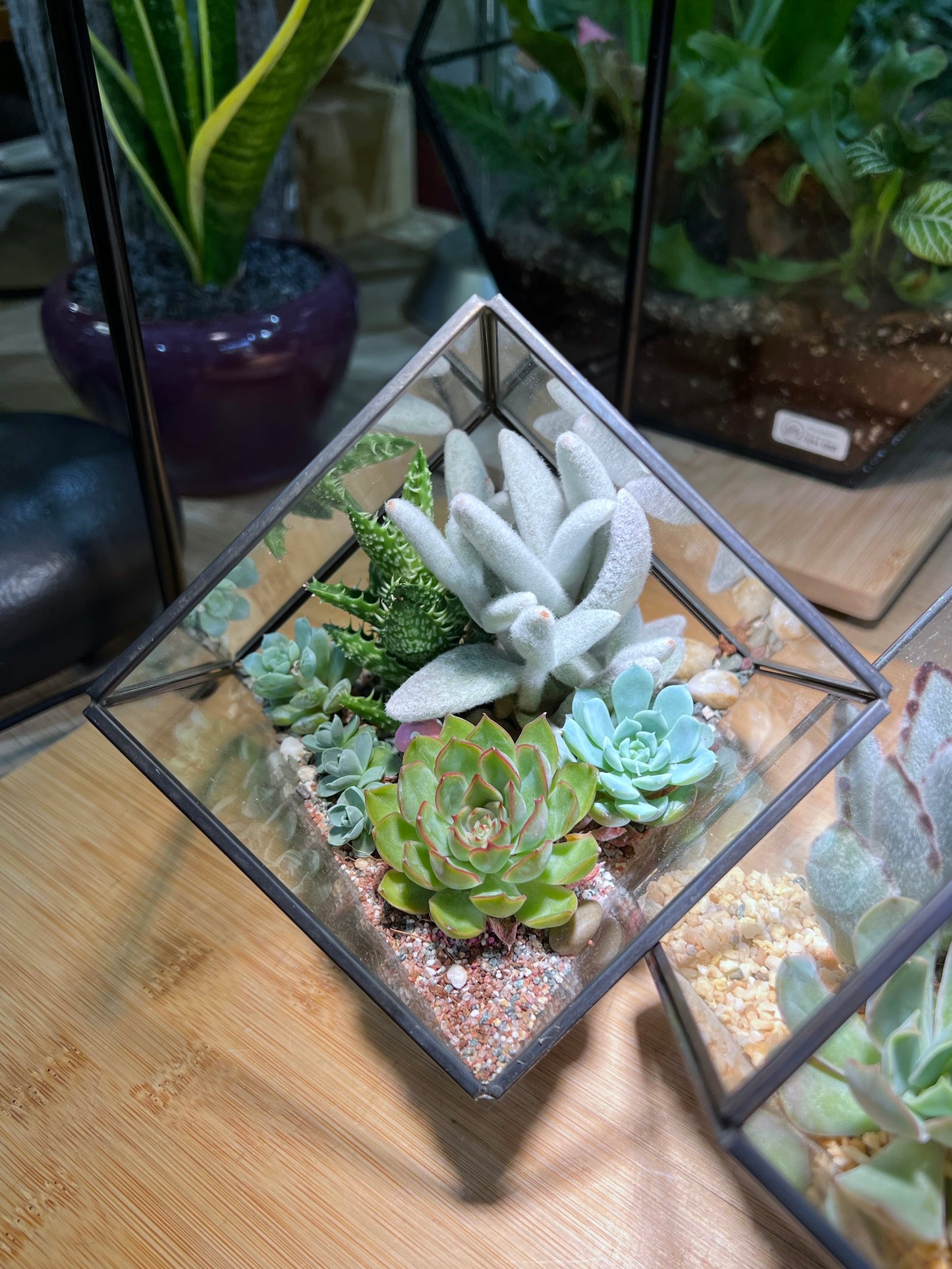 Succulent Arrangement in Black Frame Cubical Terrarium