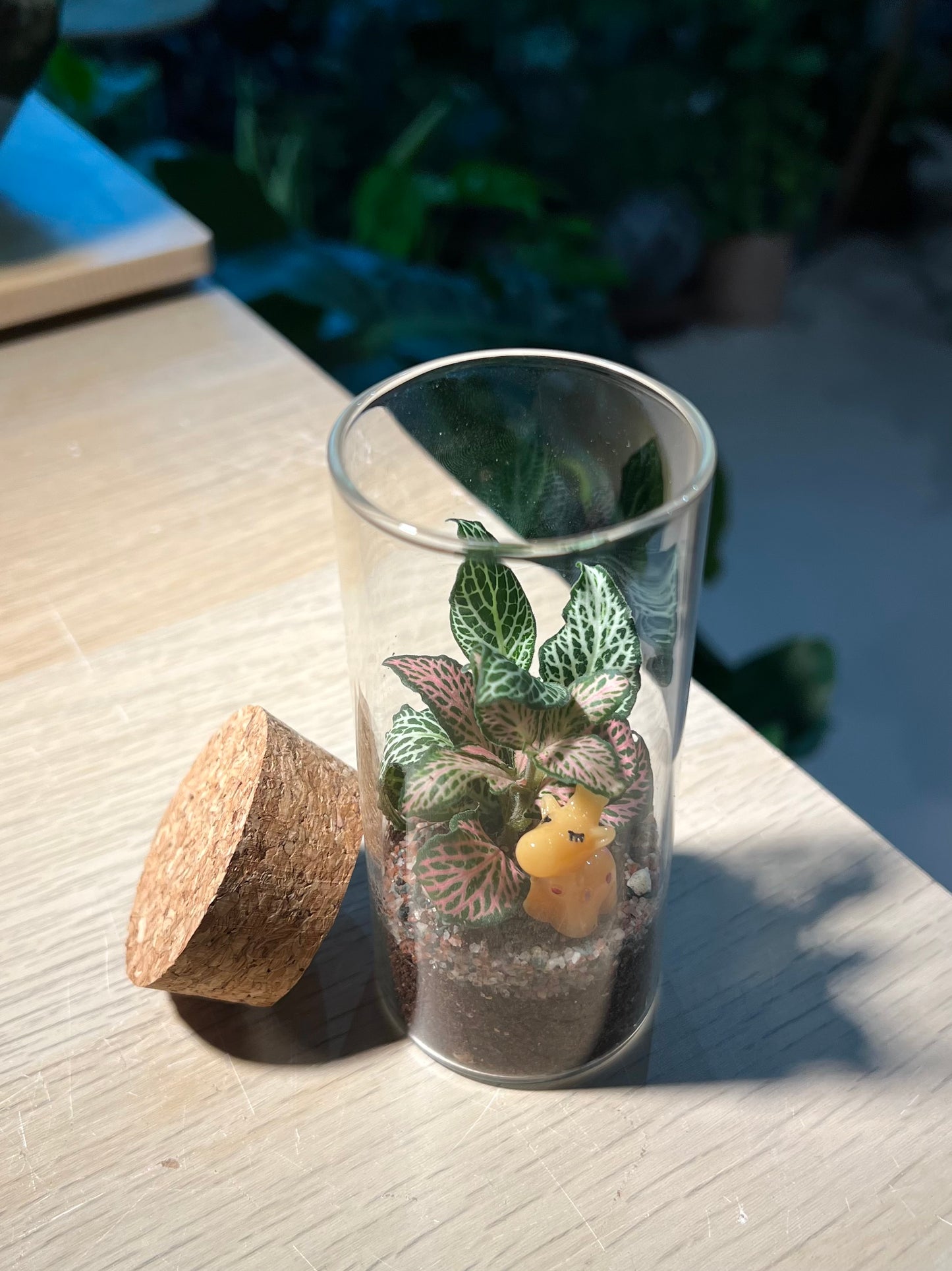 Indoor Plant Terrarium in Tall Cylindrical Glass (M)