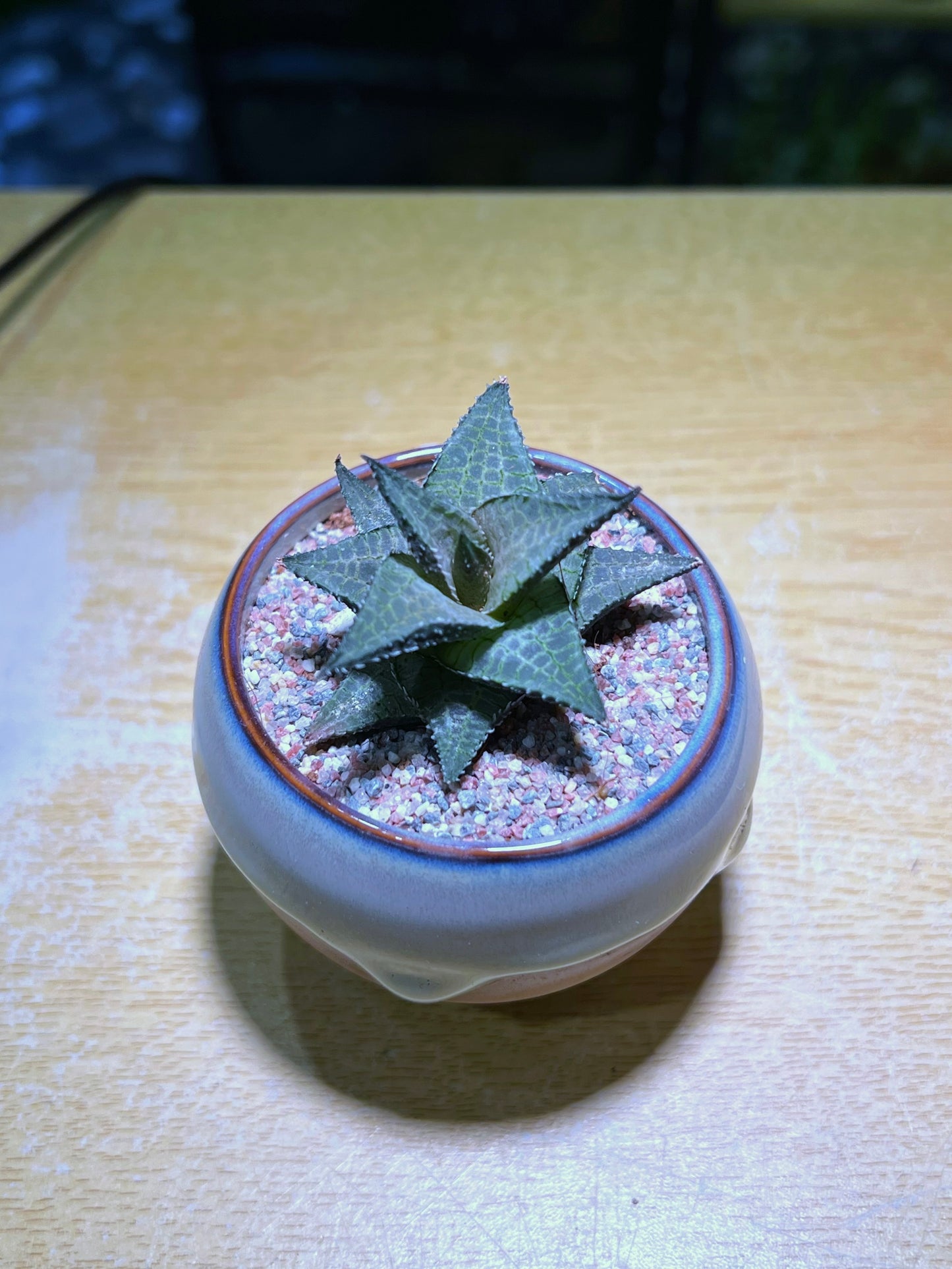 Haworthia Tessellata in Bicolor Ceramic Pot