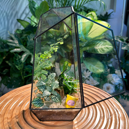 Fittonia and Fern in Designer Glass Terrarium