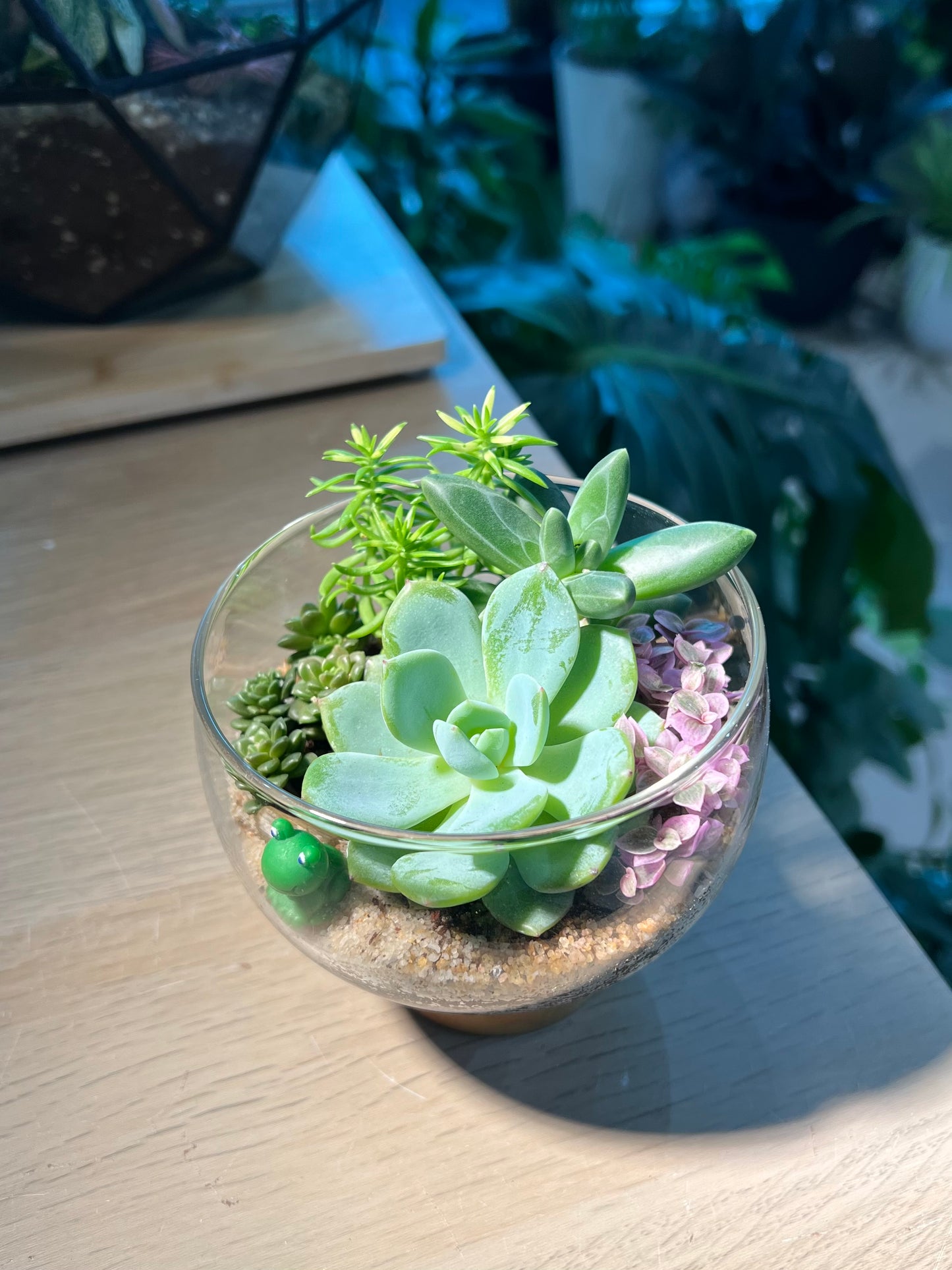 Succulent Arrangement in Round Bowl with Wooden Base Terrarium