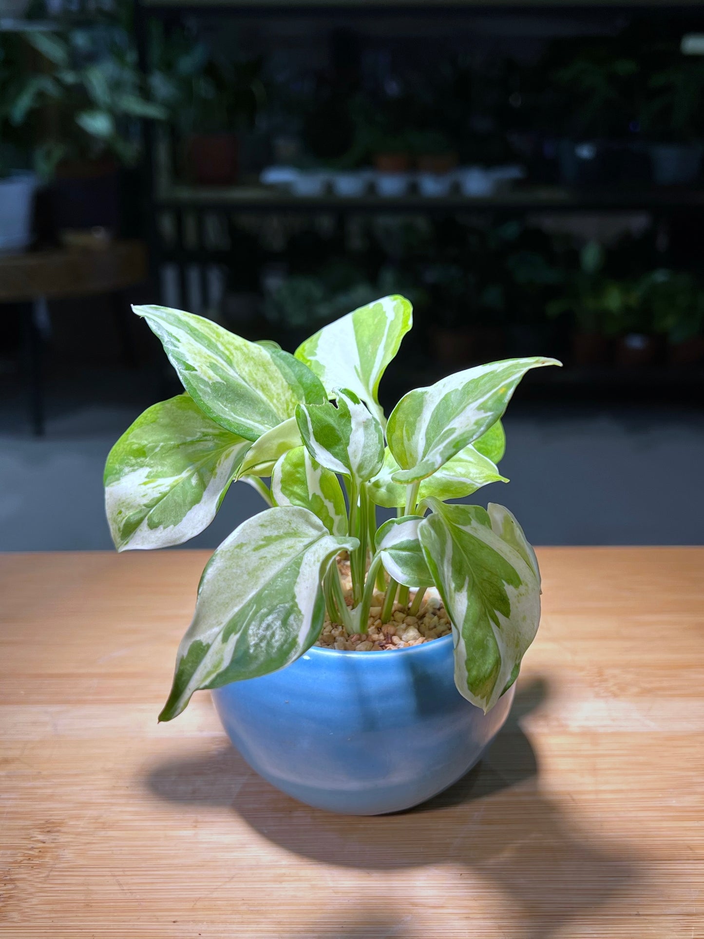 Pothos Njoy in Sea Blue Round Ceramic Pot