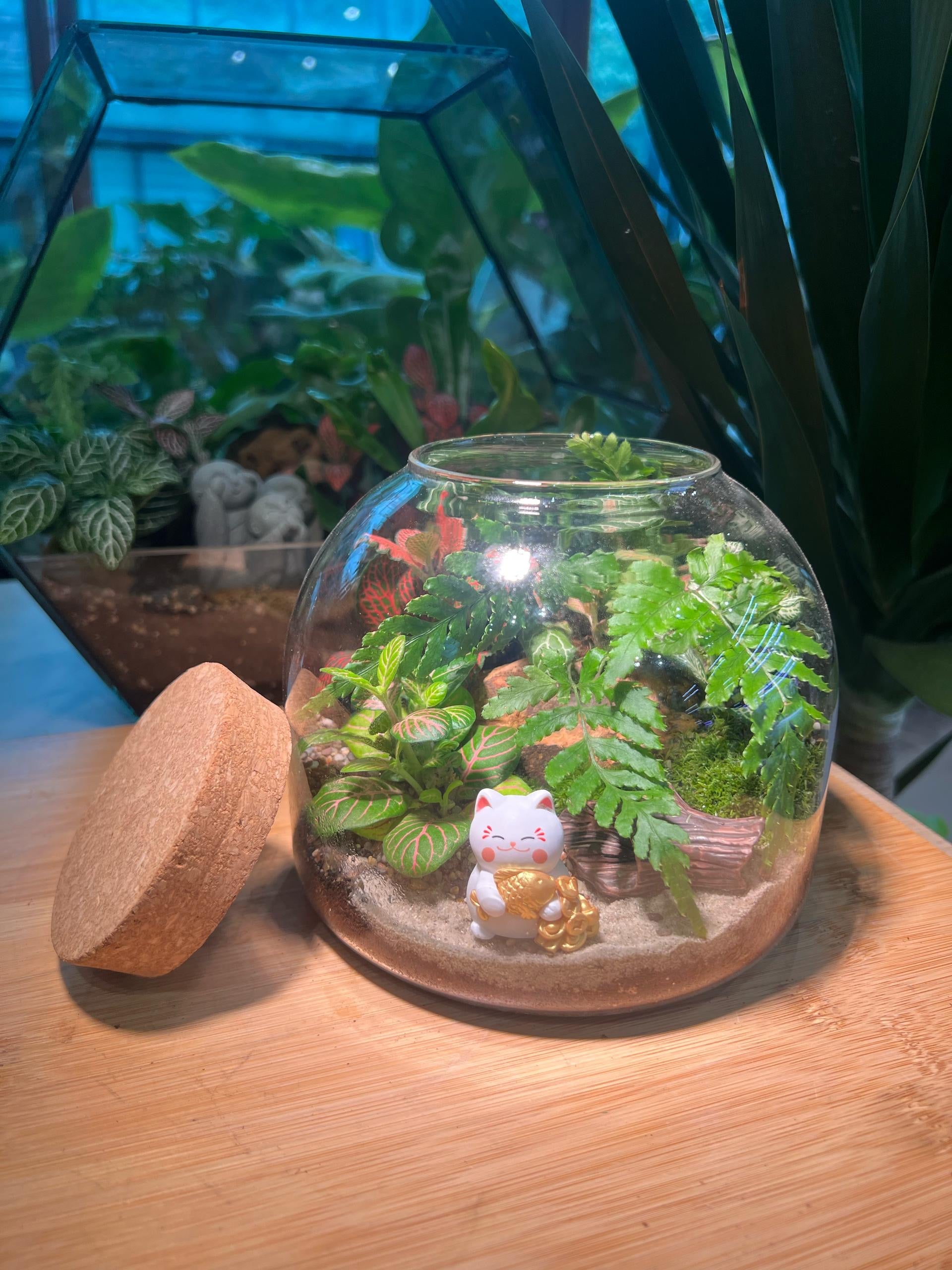 fern terrarium plants Fittonia and Fern with Moss Arrangement in Round Covered Glass Terrari