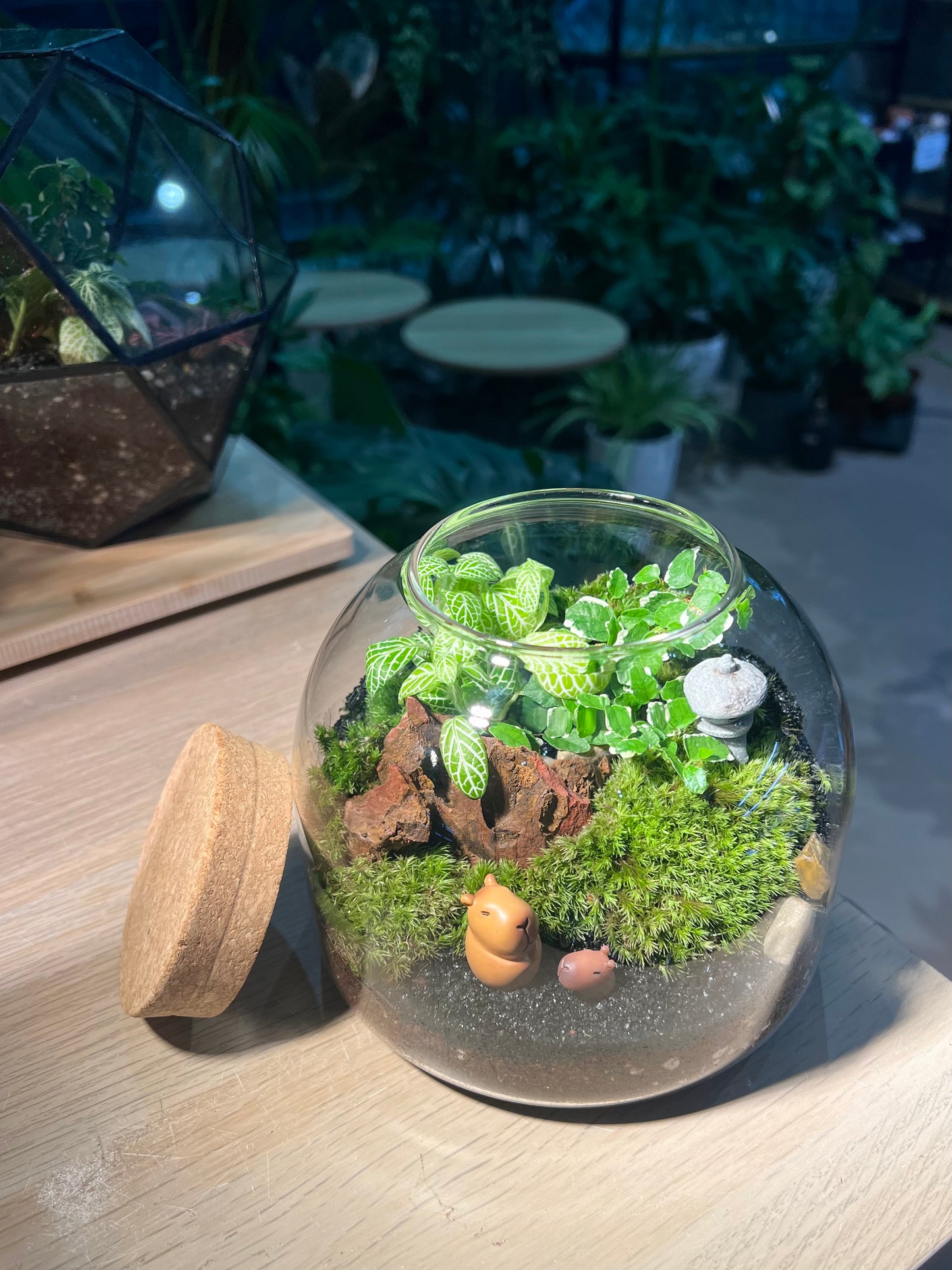 Fittonia, Ficus Pumilla with Moss Arrangement in Short Covered Jar Terrarium