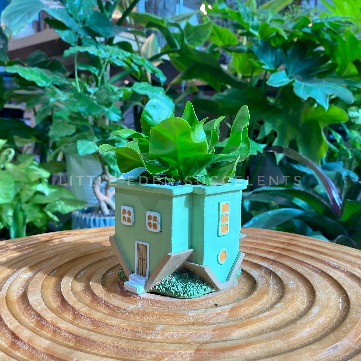 Asplenium Crispy Wave Fern in Green House Designer Pot