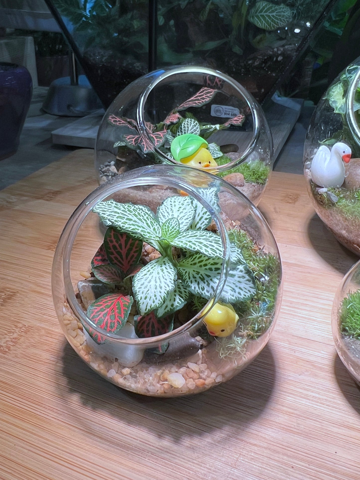 Fittonia with Moss Arrangement in Round Glass Terrarium (S)