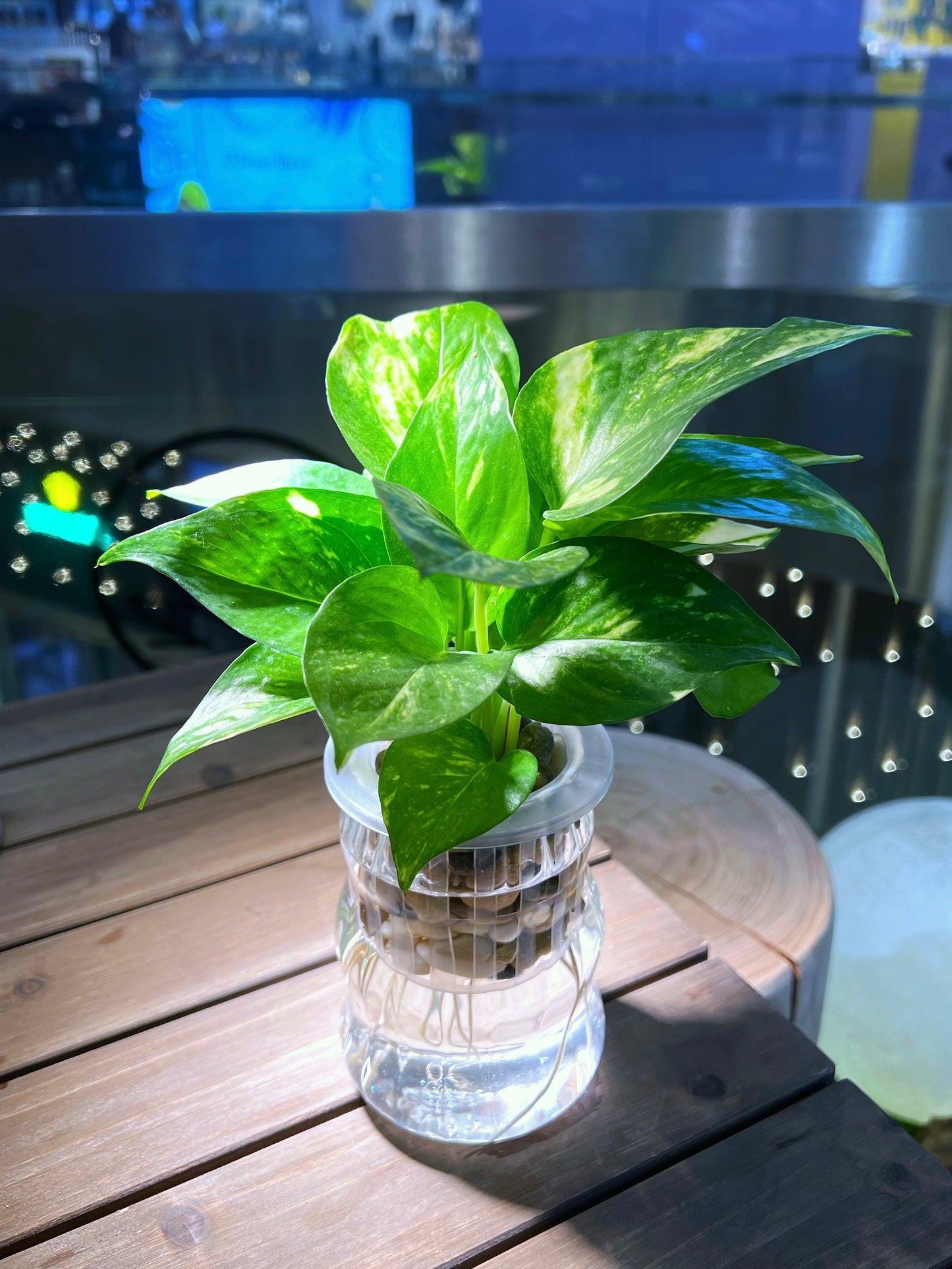 Njoy in Tall Belly Water Based Glass