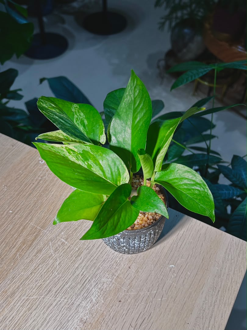 Golden Pothos (ι»ιθ) Epipremnum Aureum in Textured Speckled Charcoal Ceramic Pot