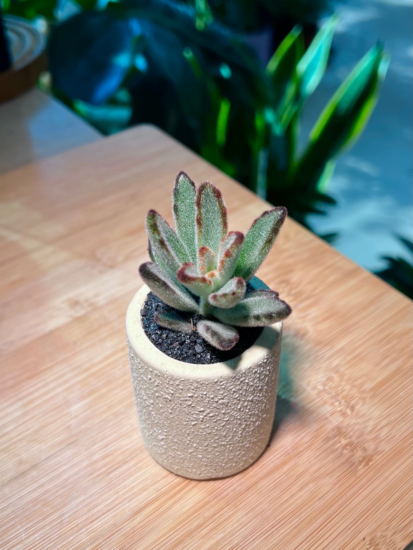 Kalanchoe Tomentosa in Light Yellow Ceramic Pot