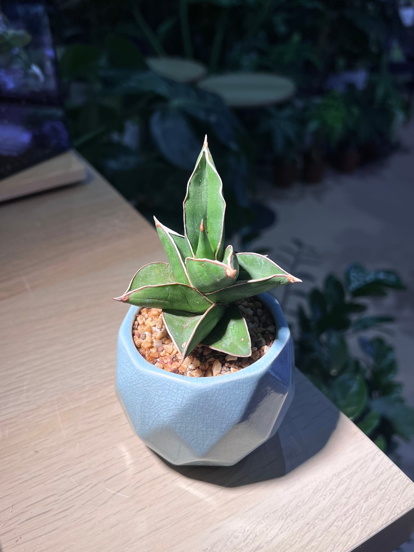 Sansevieria Pinguicula (Snake Plant) in Sky Blue Ceramic Pot