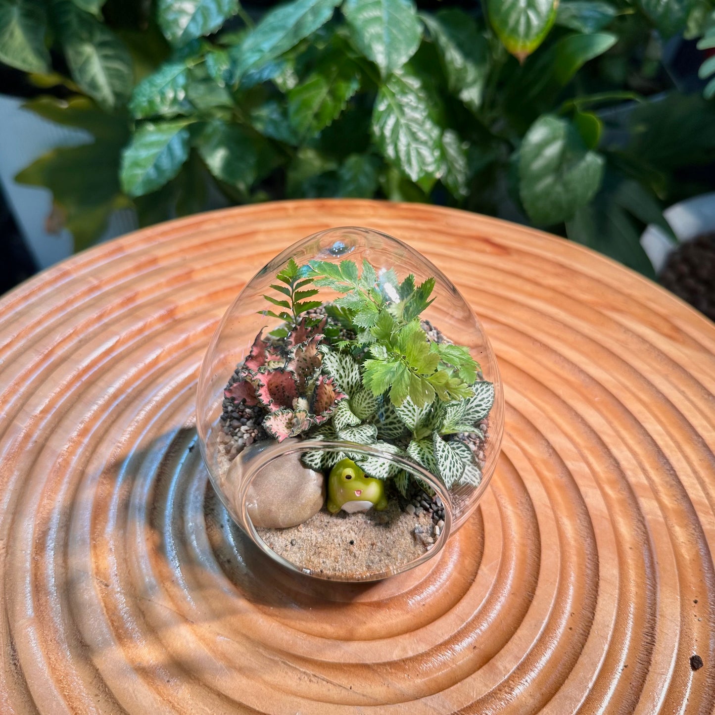 Fittonia & Fern Arrangement in Eggette Glass Terrarium(S)