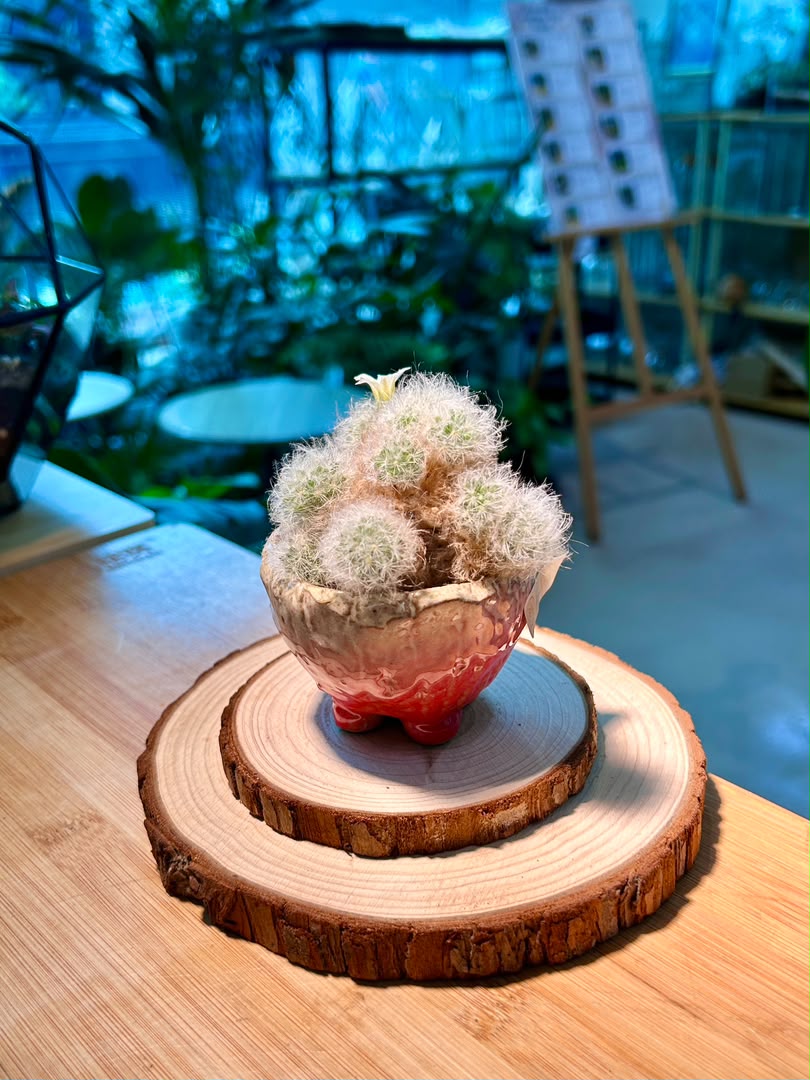 Mammillaria Plumosa (Feather Cactus) in Ceramic Pot