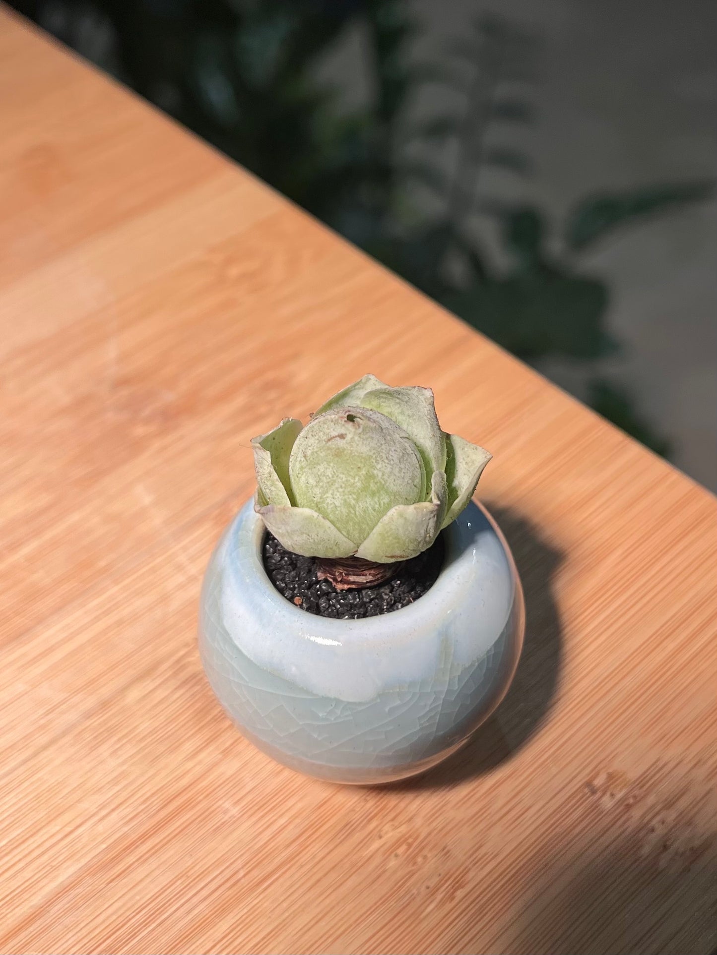 Mountain Rose in Sky Blue Ceramic Pot