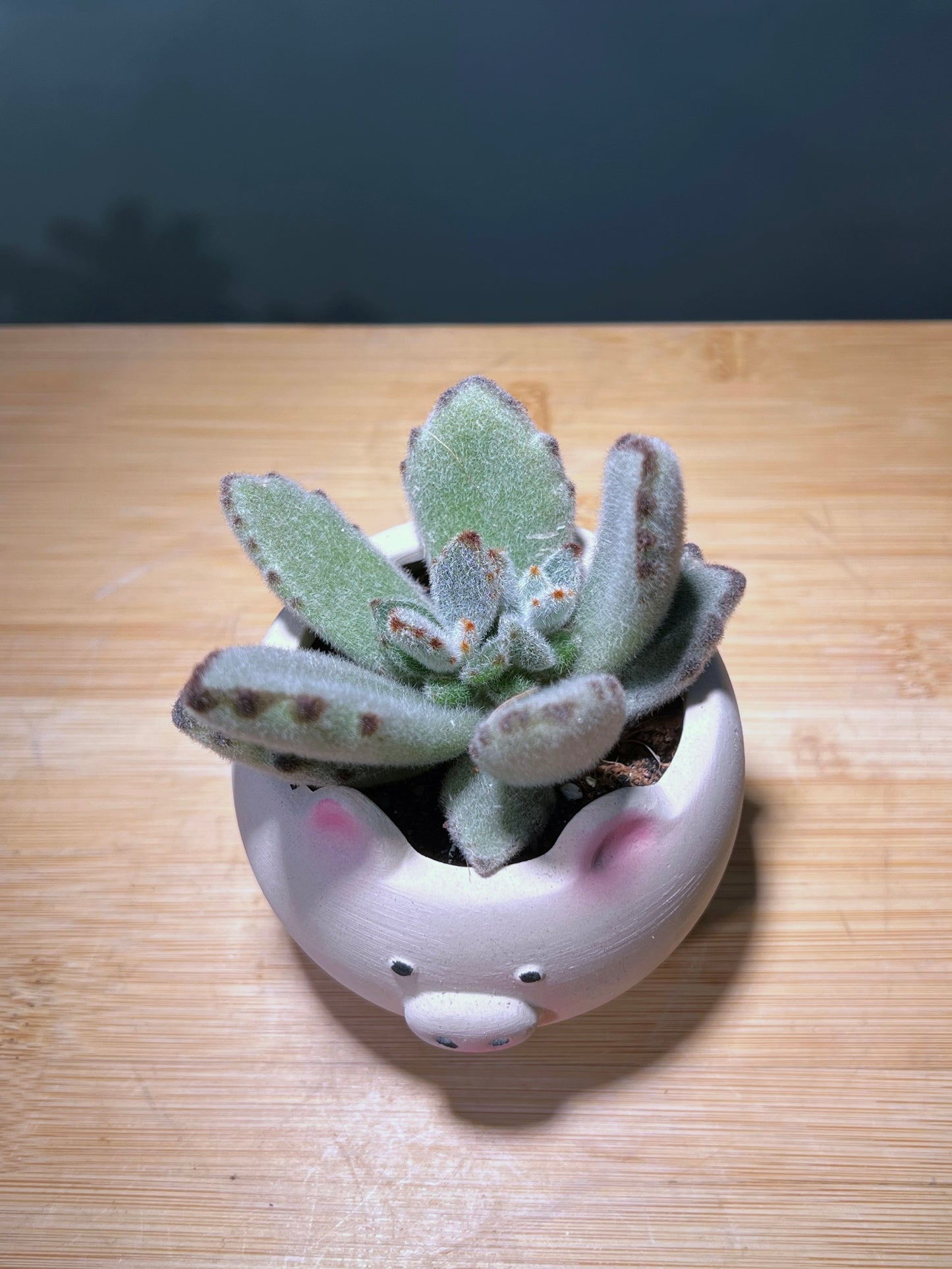 Kalanchoe Tomentosa in Pinkish Piggie Ceramic Pot