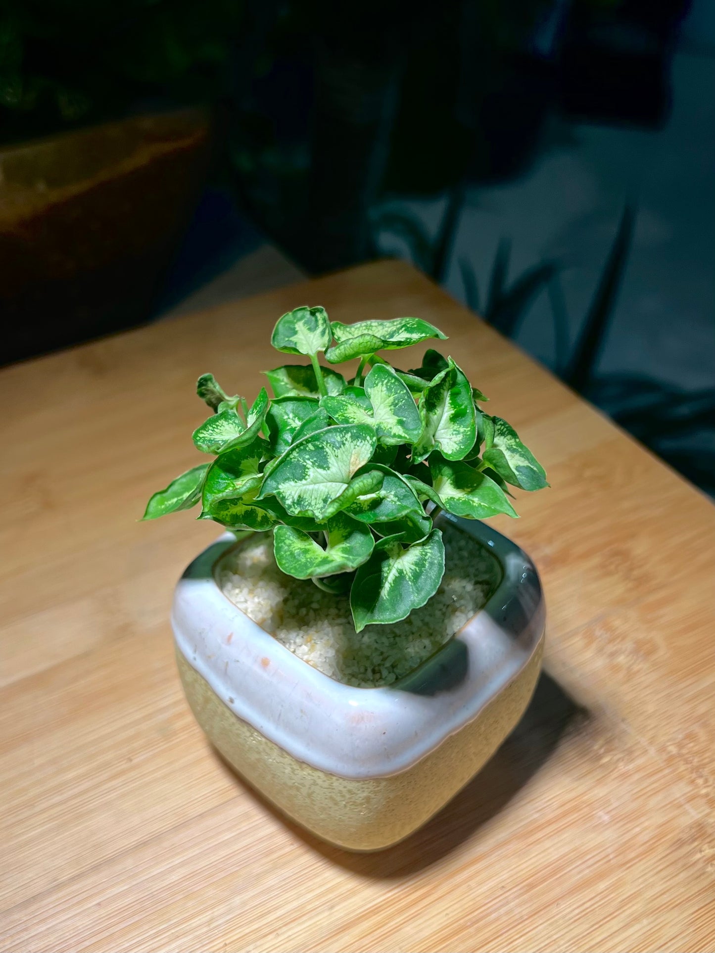 Syngonium Podophyllum (Arrowhead) in Bicolor Square Ceramic Pot