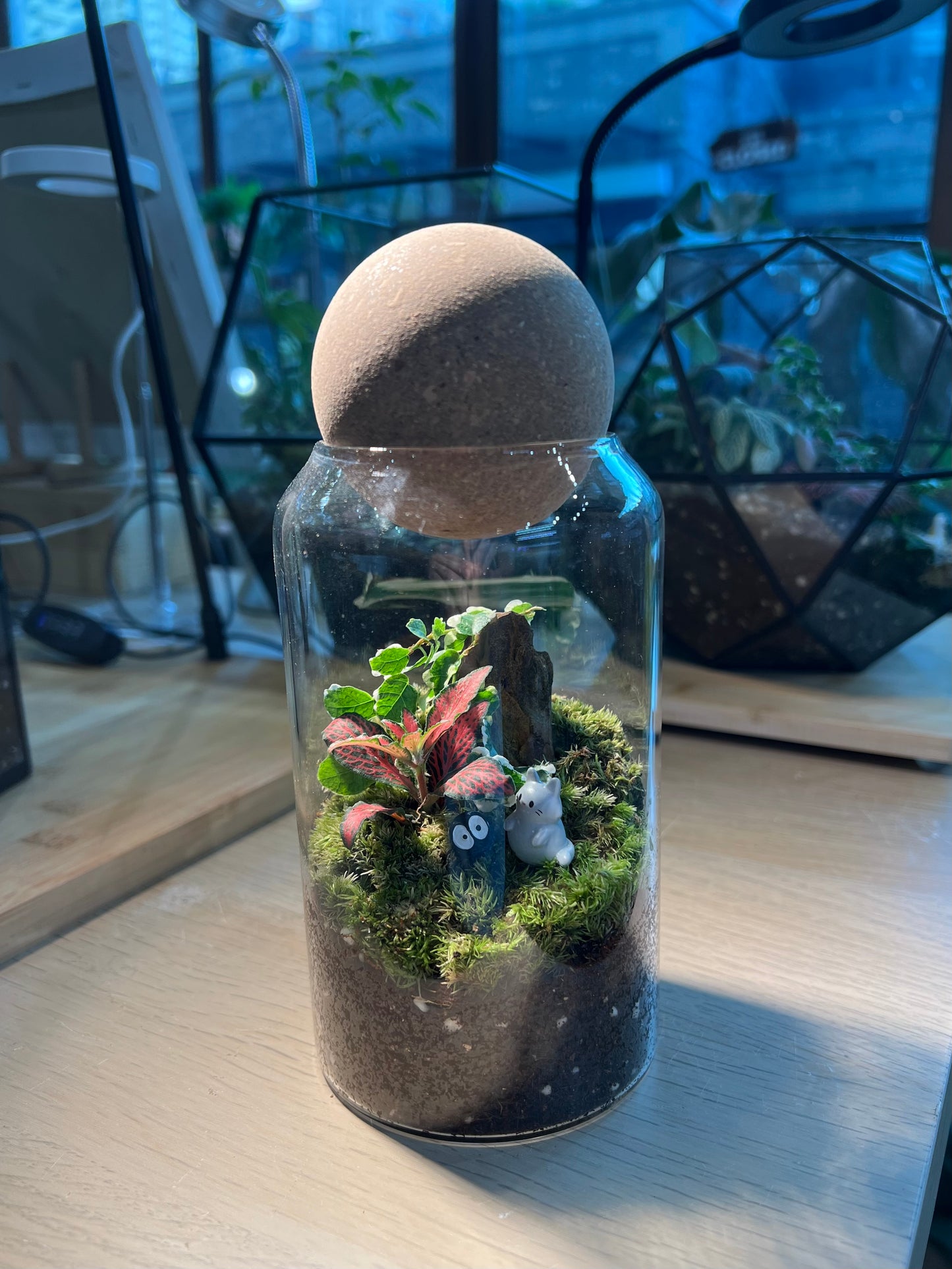 Fittonia with Moss (Indoor Plant) Arrangement in Cylindrical Glass with Cork Ball Terrarium