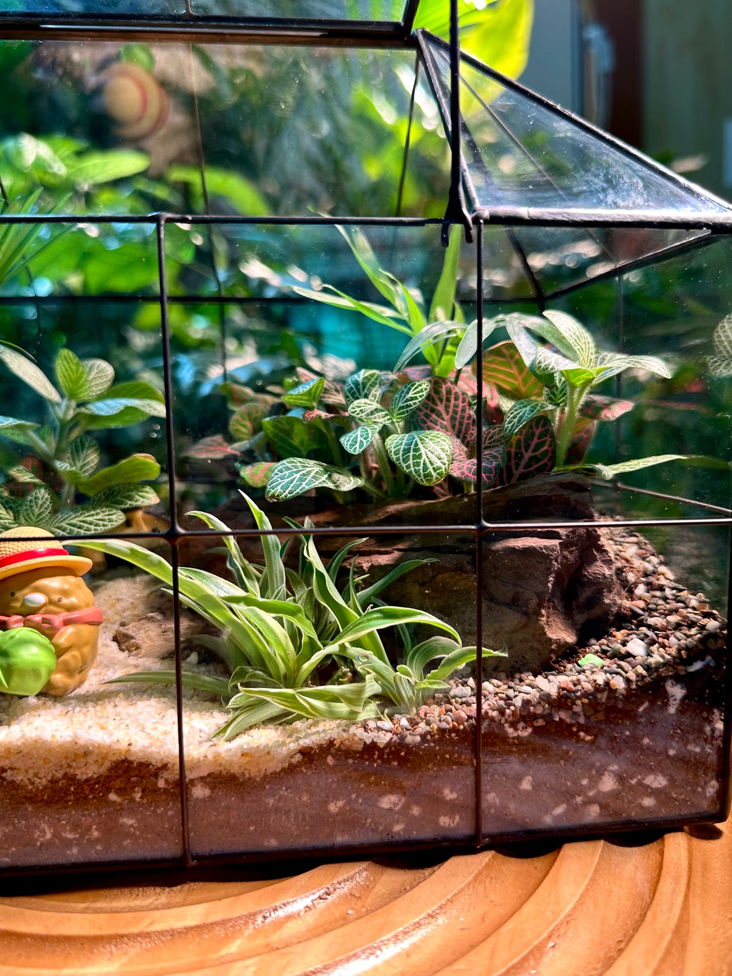 Black Frame Housing Designer Terrarium