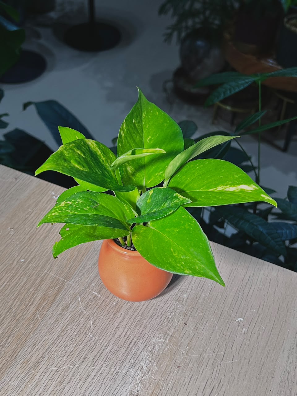Golden Pothos (ι»ιθ) Epipremnum Aureum in Ceramic Pot