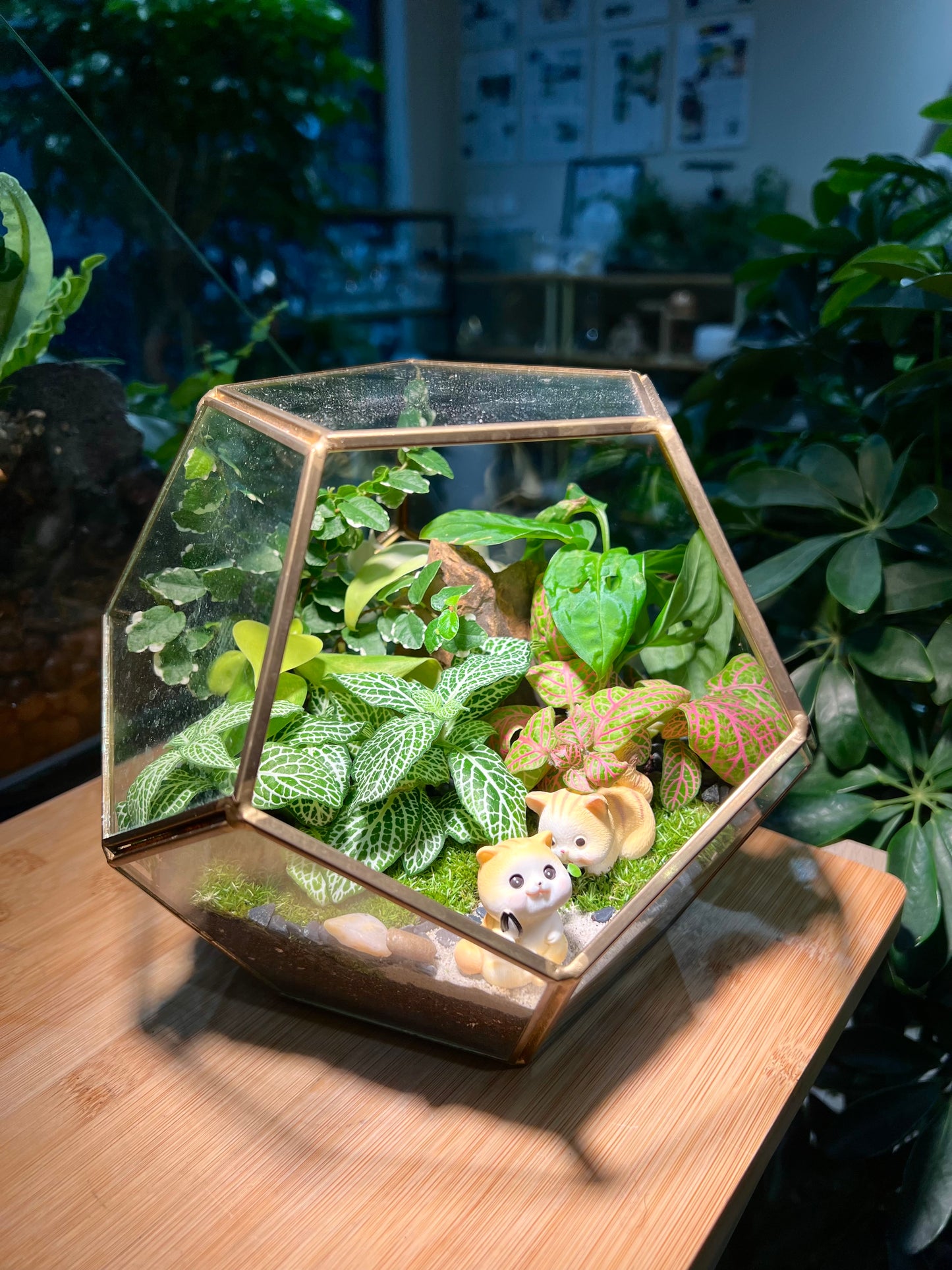 Fittonia and Fern with Moss Arrangement in Nonagon Glass (L)