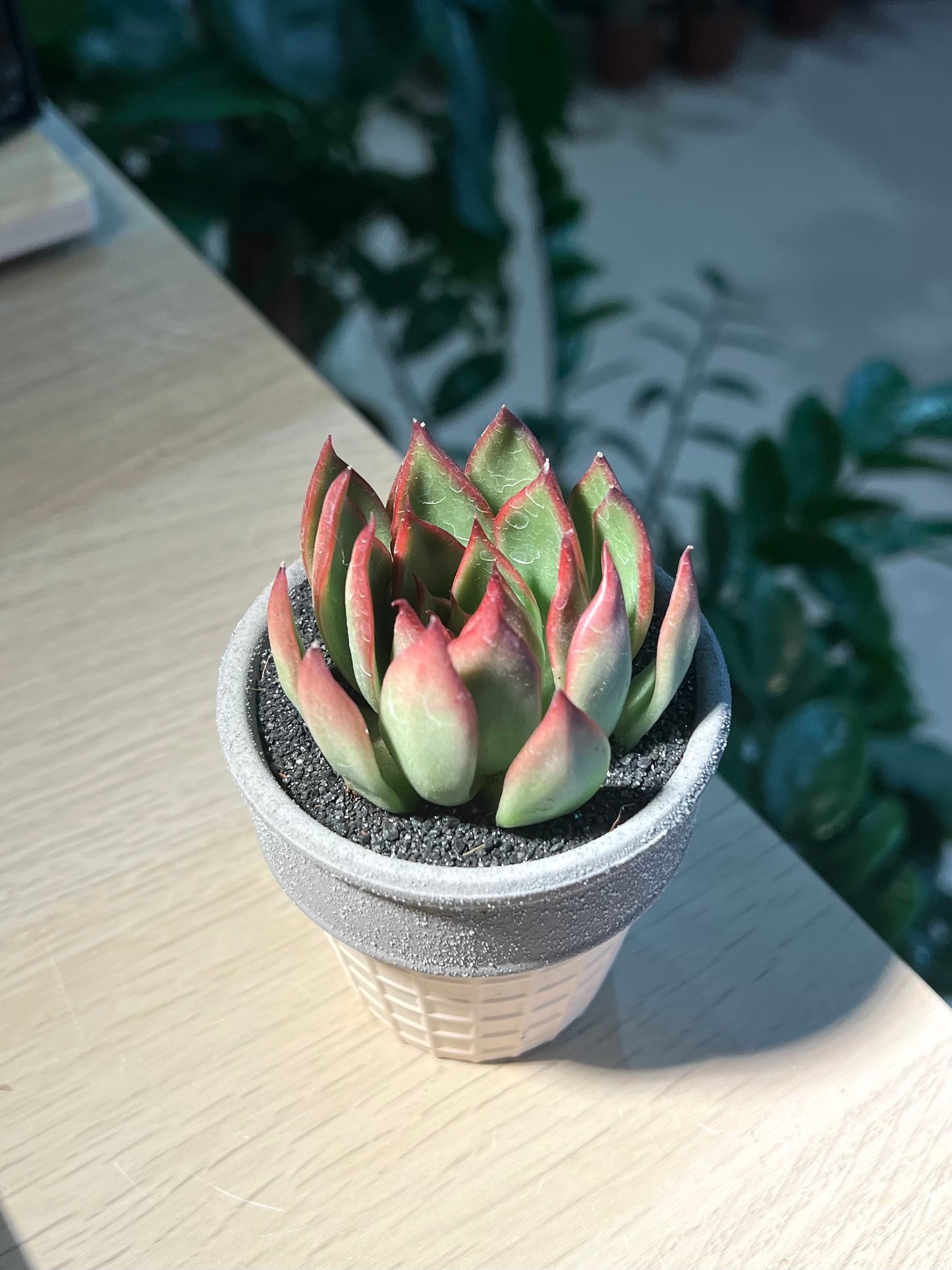 Echeveria in Ice Cream Pot