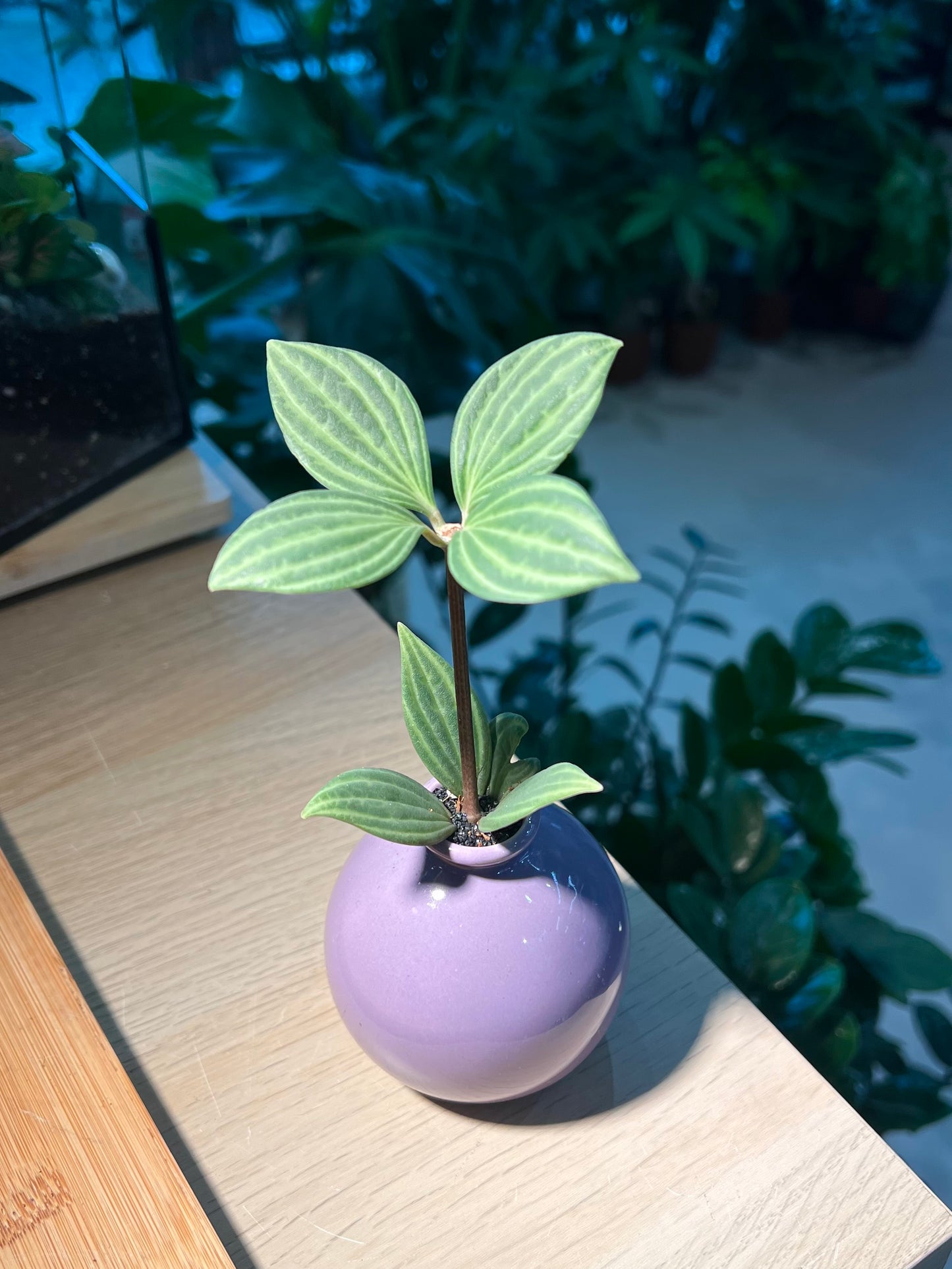 Peperomia in Purple Ceramic Pot