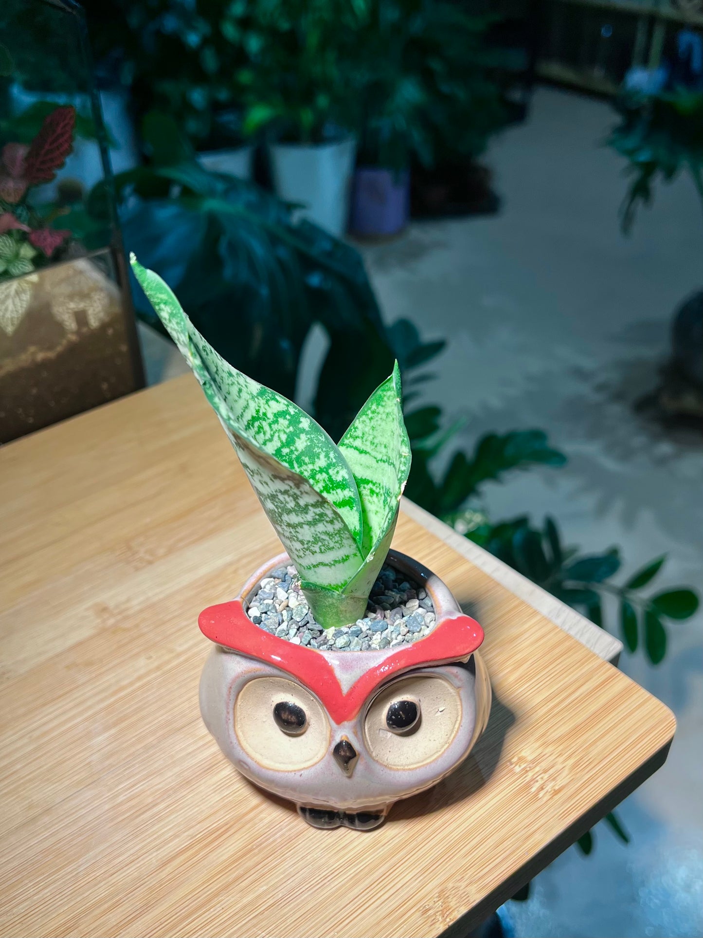 Senseveria in Owl Ceramic Pot