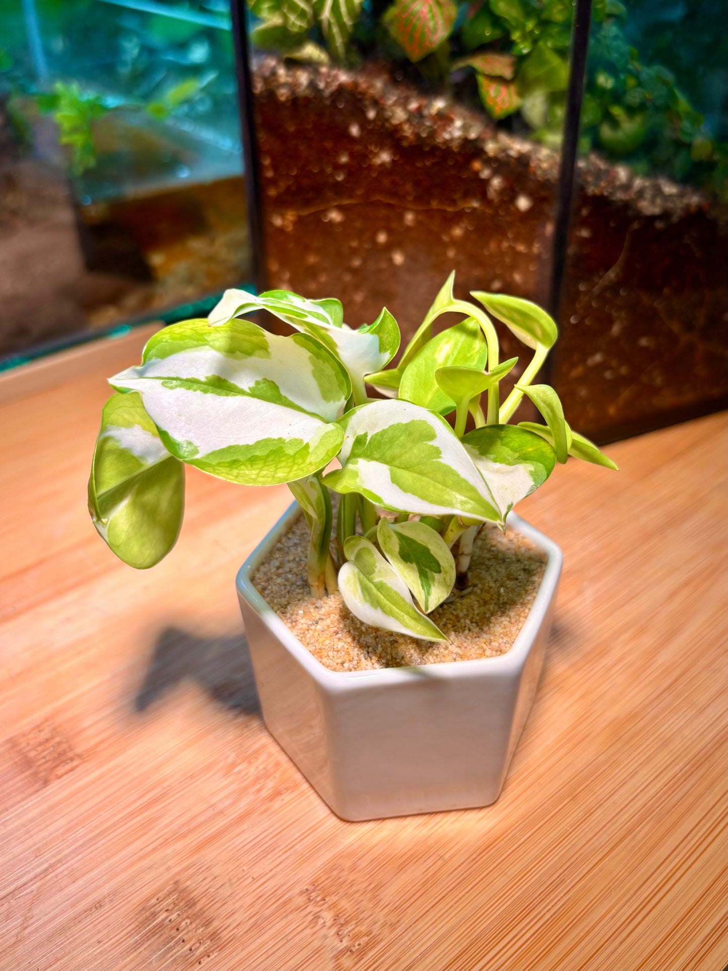 Epipremnum Pinnatum in Mini White Pot π€